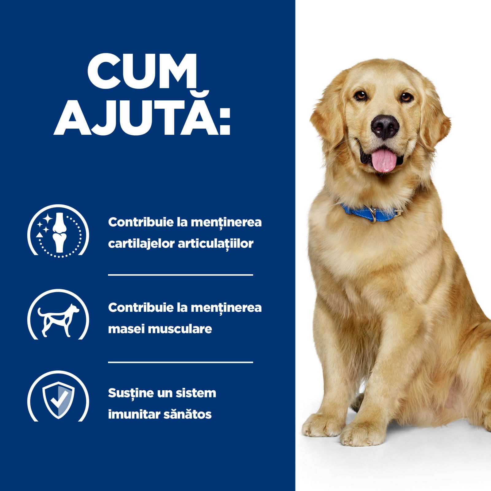 HILL&#039;S Prescription Diet j/d Mobility, Pui, dietă veterinară câini, hrană uscată, afecțiuni articulare HILL&#039;S Prescription Diet j/d Mobility, Pui, dietă veterinară câini, hrană uscată, sistem articular, 12kg