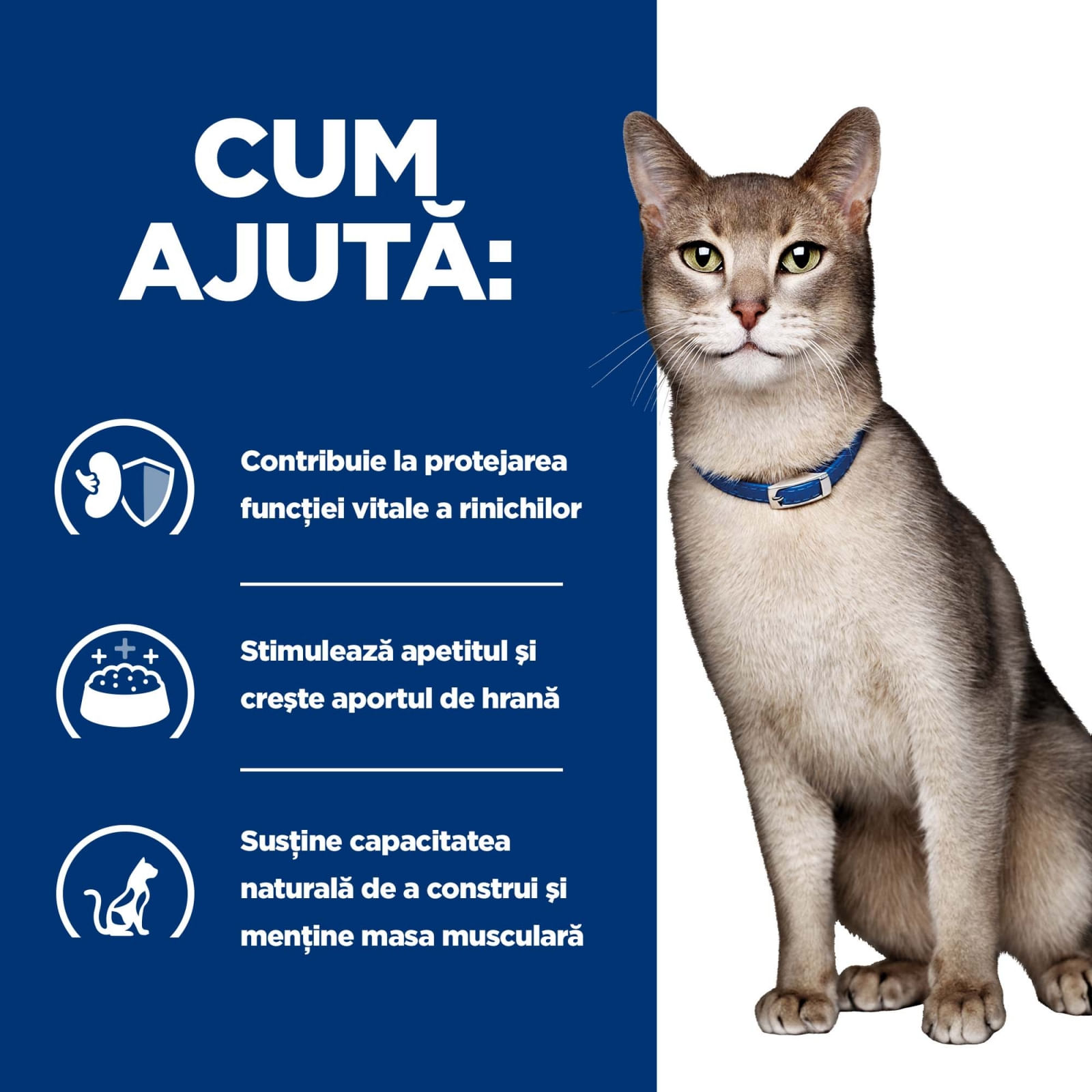 HILL'S Prescription Diet k/d Kidney Care, Ton, dietă veterinară pisici, hrană uscată, afecțiuni renale HILL'S Prescription Diet k/d Kidney Care, Ton, dietă veterinară pisici, hrană uscată, sistem renal, 3kg