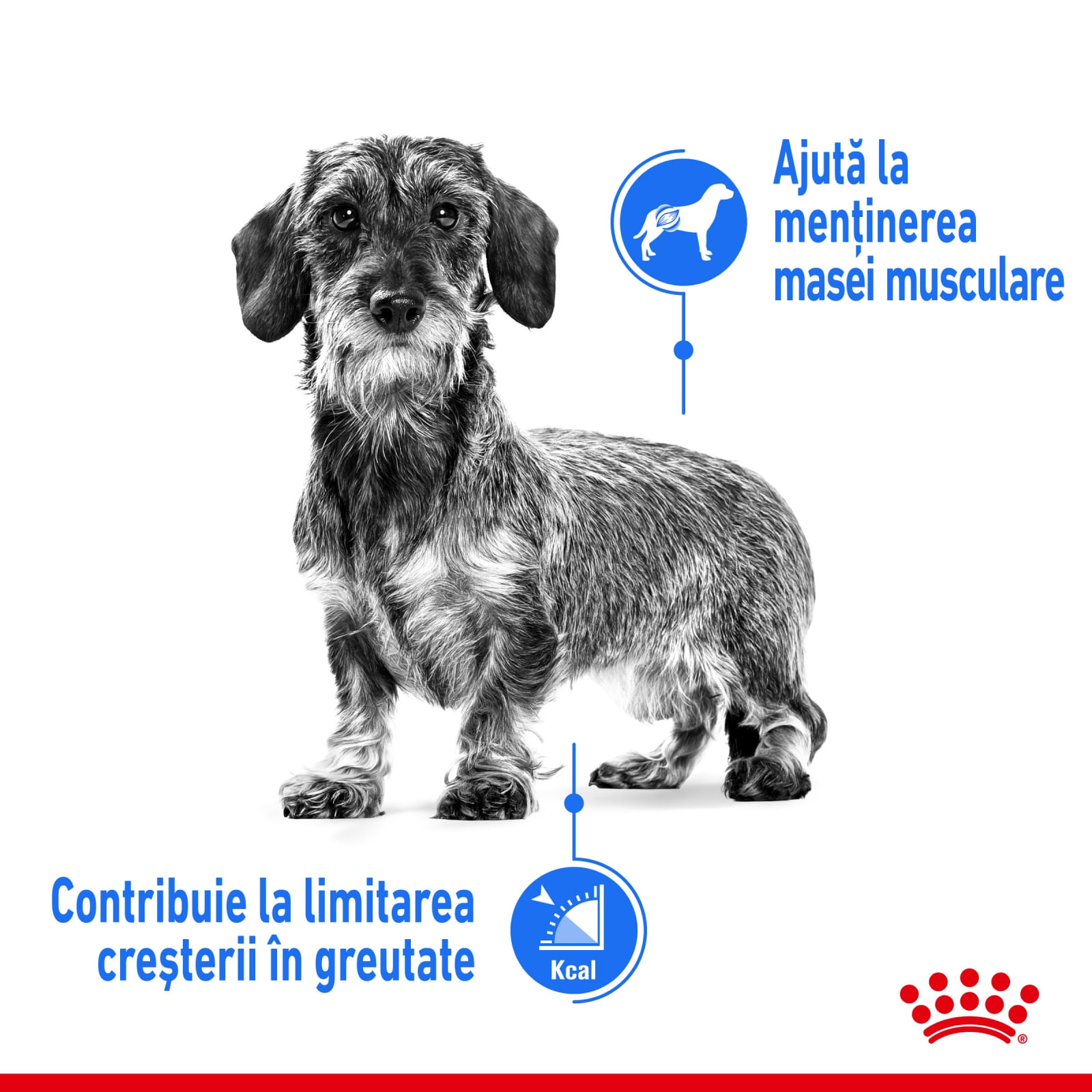 Royal Canin Light Weight Care Adult, hrană umedă câini, managementul greutății (pate) Royal Canin Light Weight Care Adult, plic hrană umedă câini, managementul greutății (pate), 85g