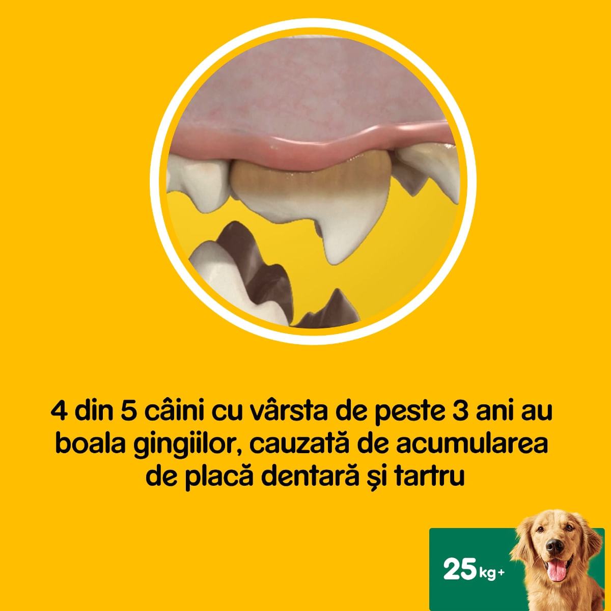 PEDIGREE DentaStix Daily Fresh, recompense câini talie mare, batoane, ceai verde, 7buc - 3 | YEO