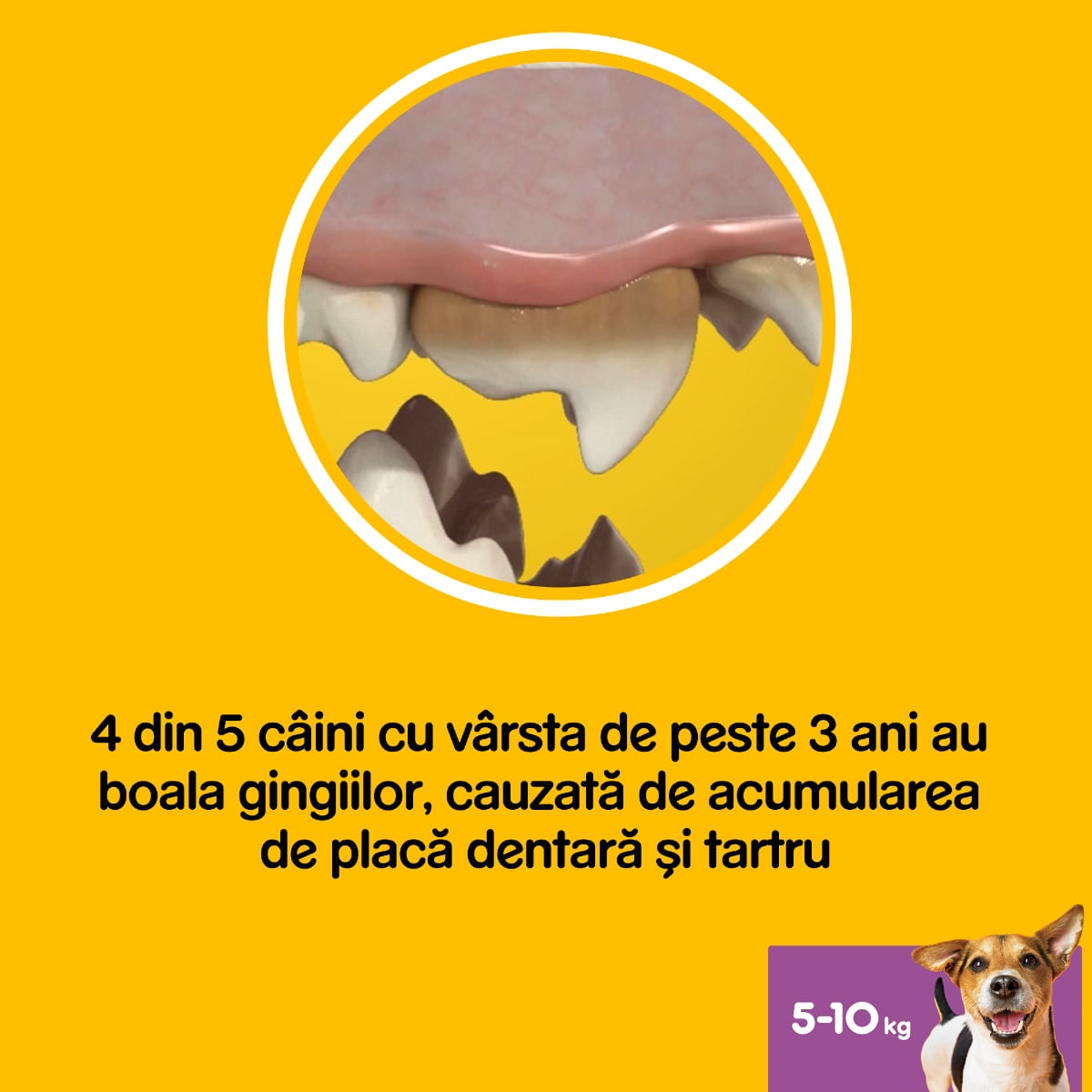 PEDIGREE DentaStix Daily Fresh, recompense câini talie mica, batoane, ceai verde, 7buc - 1 | YEO