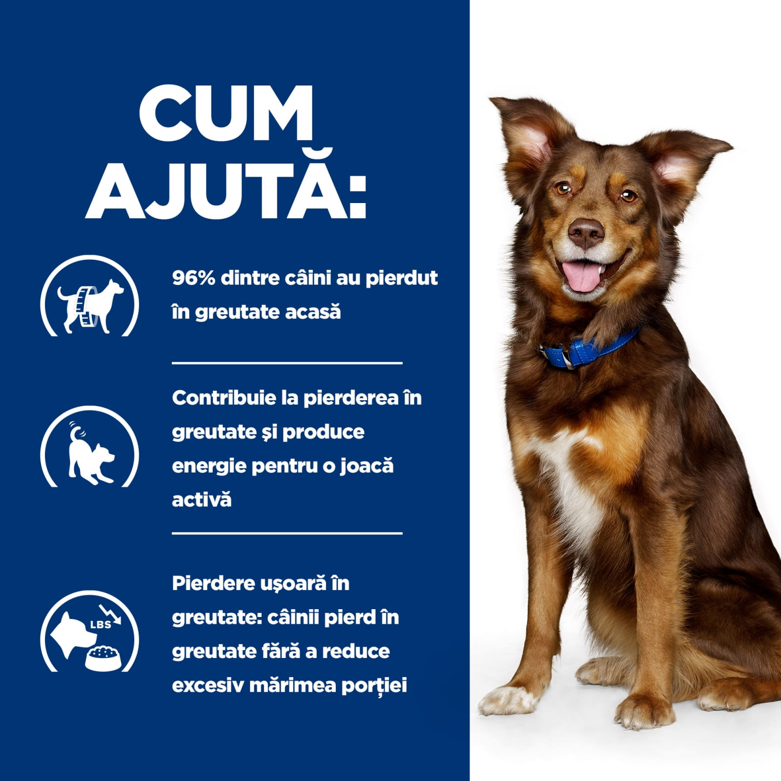 HILL&#039;S Prescription Diet Metabolic, Miel cu Orez, dietă veterinară câini, hrană uscată, afecțiuni metabolice (obezitate) HILL&#039;S Prescription Diet Metabolic, Miel cu Orez, dietă veterinară câini, hrană uscată, metabolism (obezitate si diabet), 1.5kg