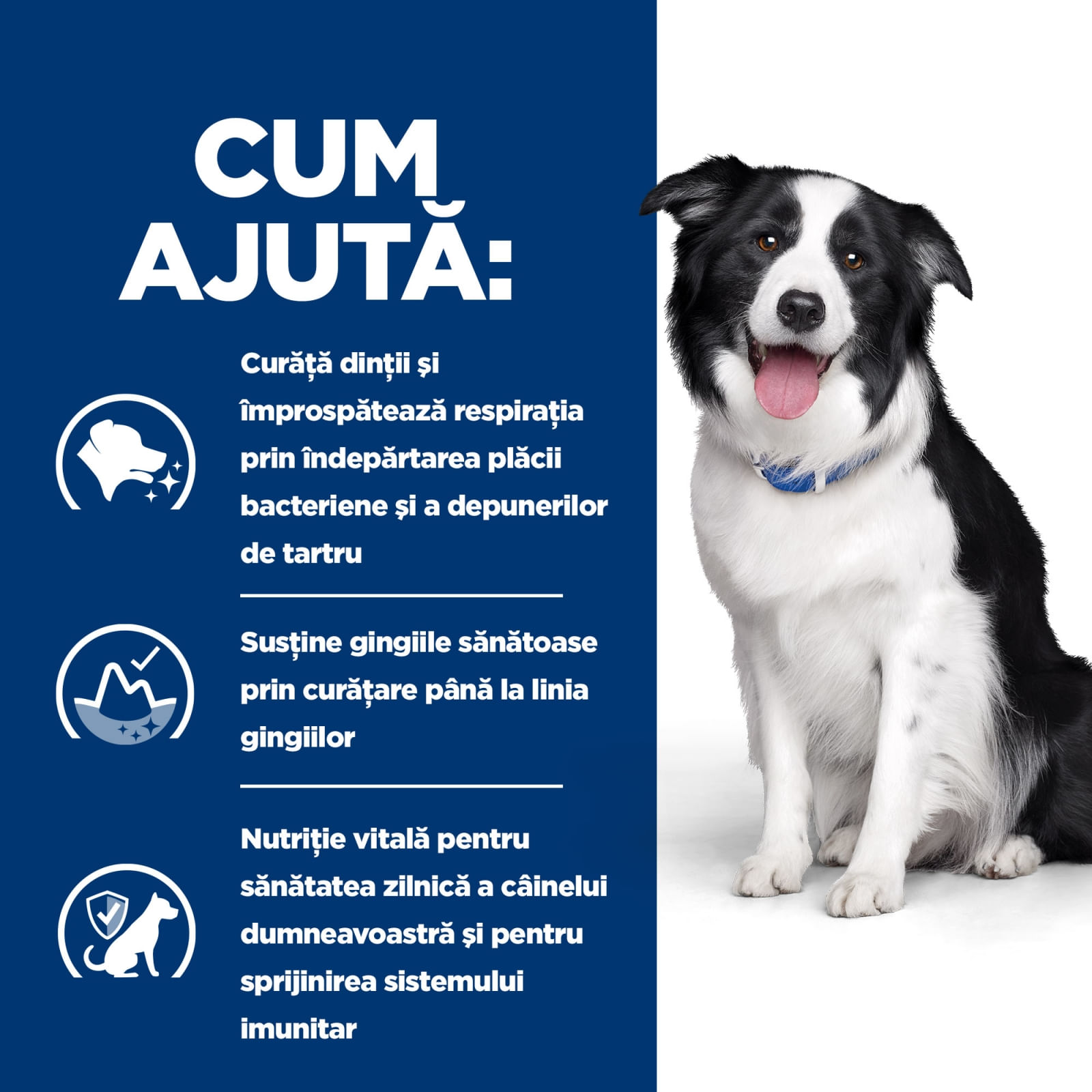 HILL&#039;S Prescription Diet t/d Dental Care, Pui, dietă veterinară câini, hrană uscată, afecțiuni dentare HILL&#039;S Prescription Diet t/d Dental Care, Pui, dietă veterinară câini, hrană uscată, sensibilități dentare, 10kg