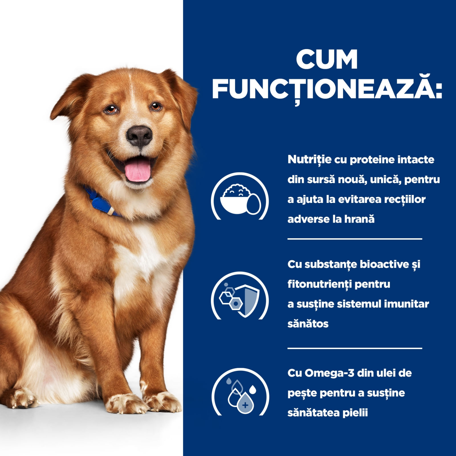 HILL'S Prescription Diet Derm Complete, dietă veterinară câini, hrană uscată, afecțiuni dermatologice HILL'S Prescription Diet Derm Complete, dietă veterinară câini, hrană uscată,piele & blana, 12kg
