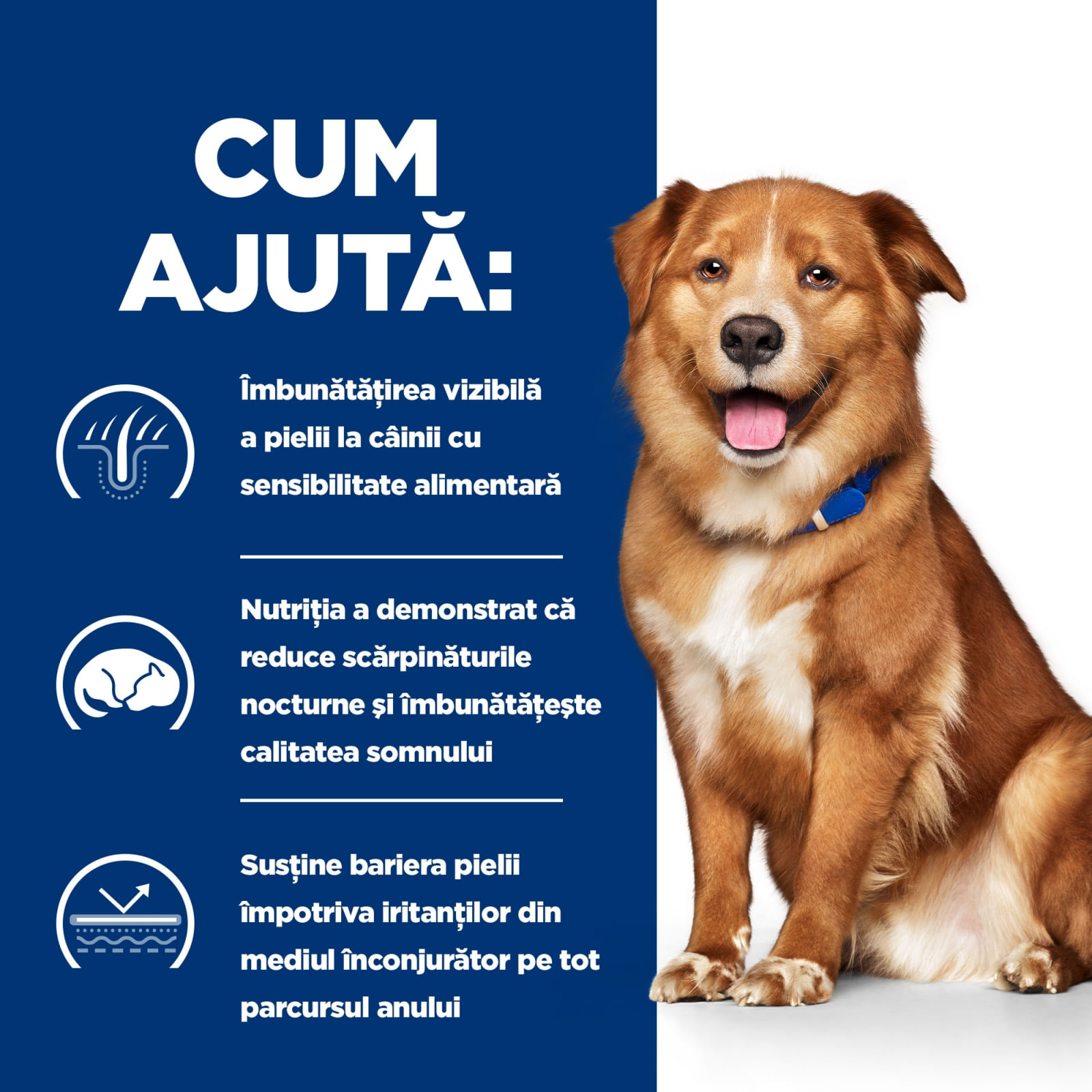 HILL'S Prescription Diet Derm Complete, dietă veterinară câini, hrană uscată, afecțiuni dermatologice HILL'S Prescription Diet Derm Complete, dietă veterinară câini, hrană uscată,piele & blana, 12kg