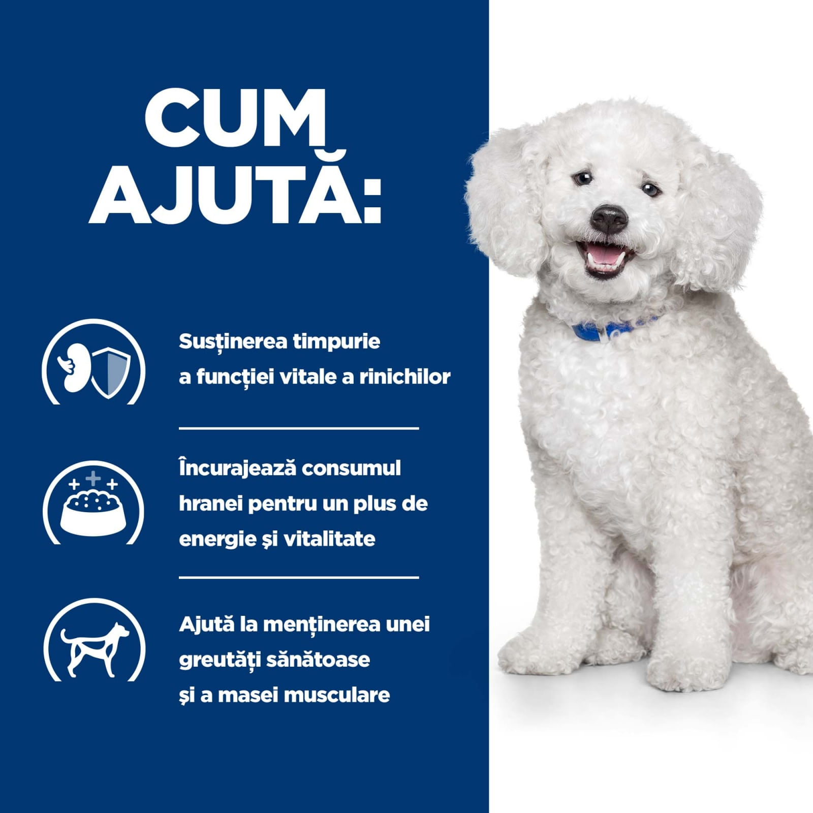 HILL&#039;S Prescription Diet k/d Kidney Care Early Stage, dietă veterinară câini, hrană uscată, afecțiuni renale HILL&#039;S Prescription Diet k/d Kidney Care Early Stage, dietă veterinară câini, hrană uscată, sistem renal, 1.5kg