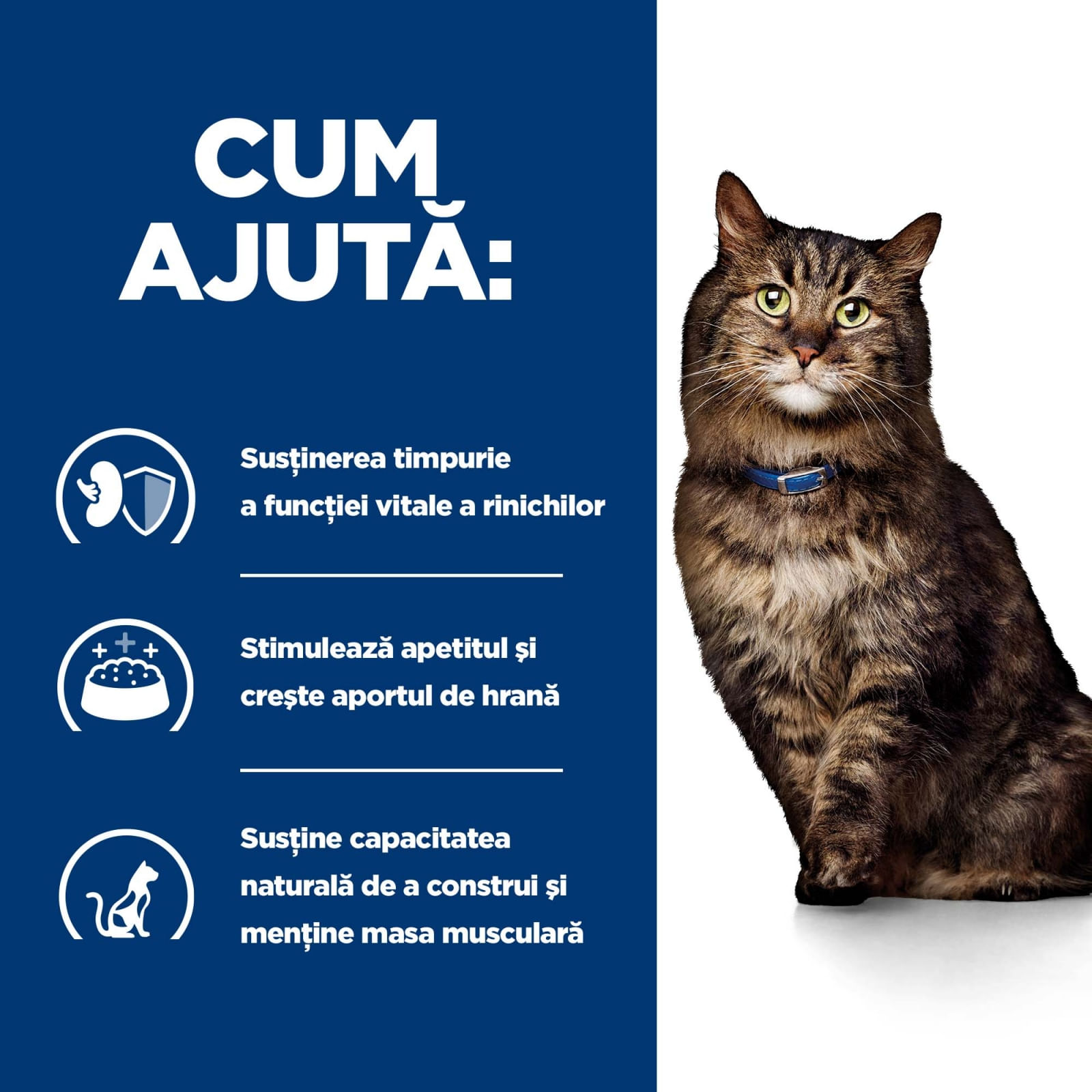 HILL'S Prescription Diet k/d Kidney Care Early Stage, dietă veterinară pisici, hrană uscată, afecțiuni renale HILL'S Prescription Diet k/d Kidney Care Early Stage, dietă veterinară pisici, hrană uscată, sistem renal, 1.5kg
