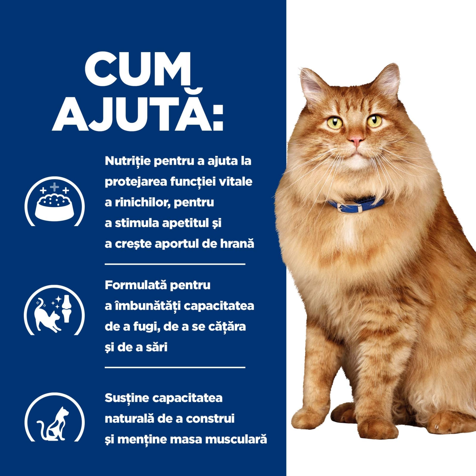 HILL'S Prescription Diet k/d+j/d Kidney Care + Mobility, Pui, dietă veterinară pisici, hrană uscată, afecțiuni renale și articulare HILL'S Prescription Diet k/d+j/d Kidney Care + Mobility, Pui, dietă veterinară pisici, hrană uscată, sistem renal, sistem