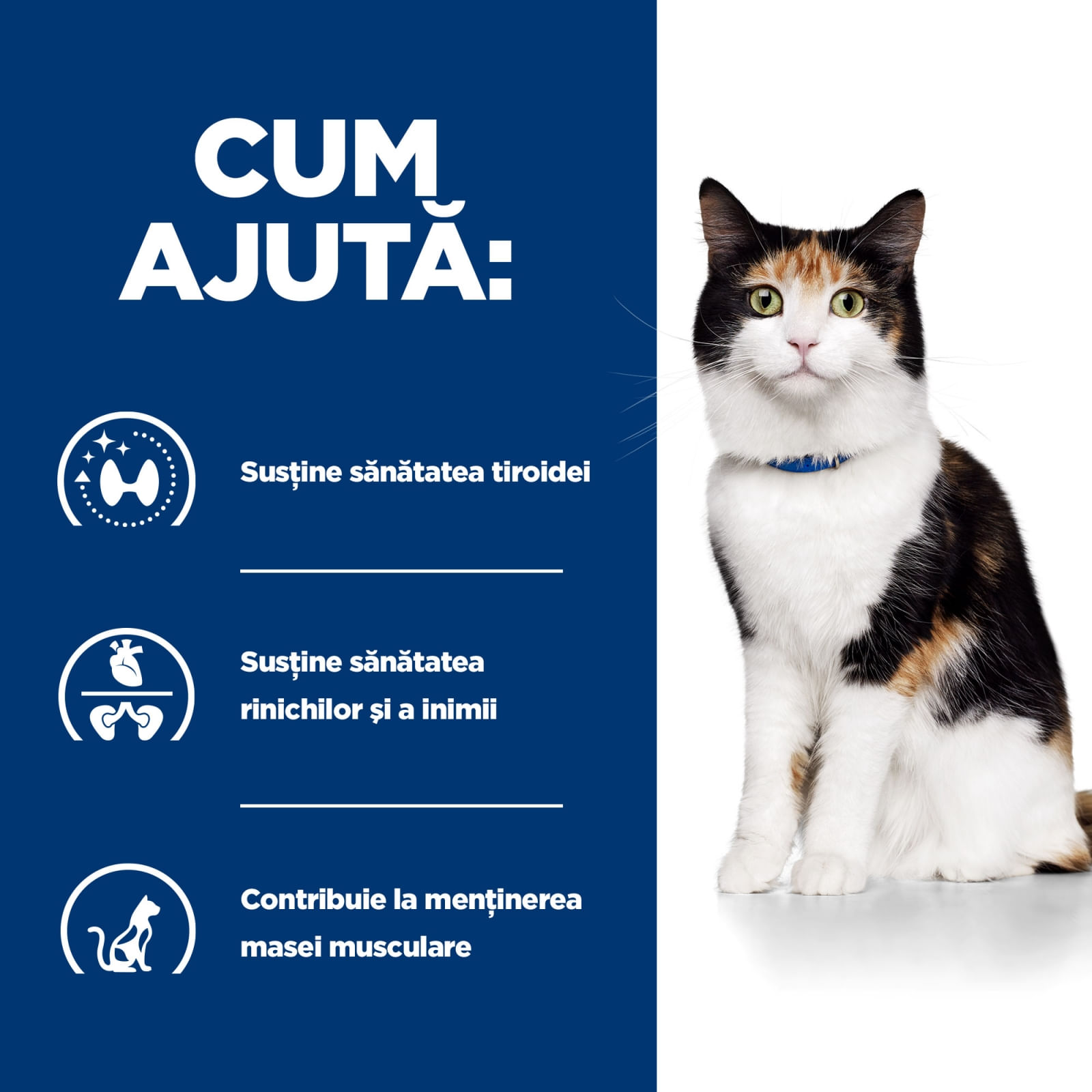 HILL'S Prescription Diet y/d Thyroid Care, dietă veterinară pisici, hrană uscată, afecțiuni tiroidiene HILL'S Prescription Diet y/d Thyroid Care, dietă veterinară pisici, hrană uscată, metabolism ( obezitate si diabet), 3kg