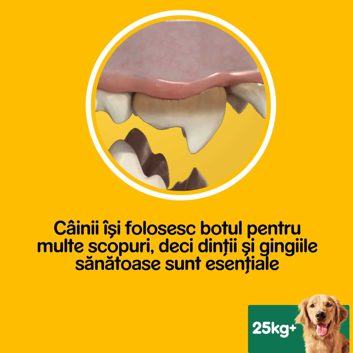 PEDIGREE DentaStix, L-XL, megapack recompense câini, 7buc x 8, 2.16kg
