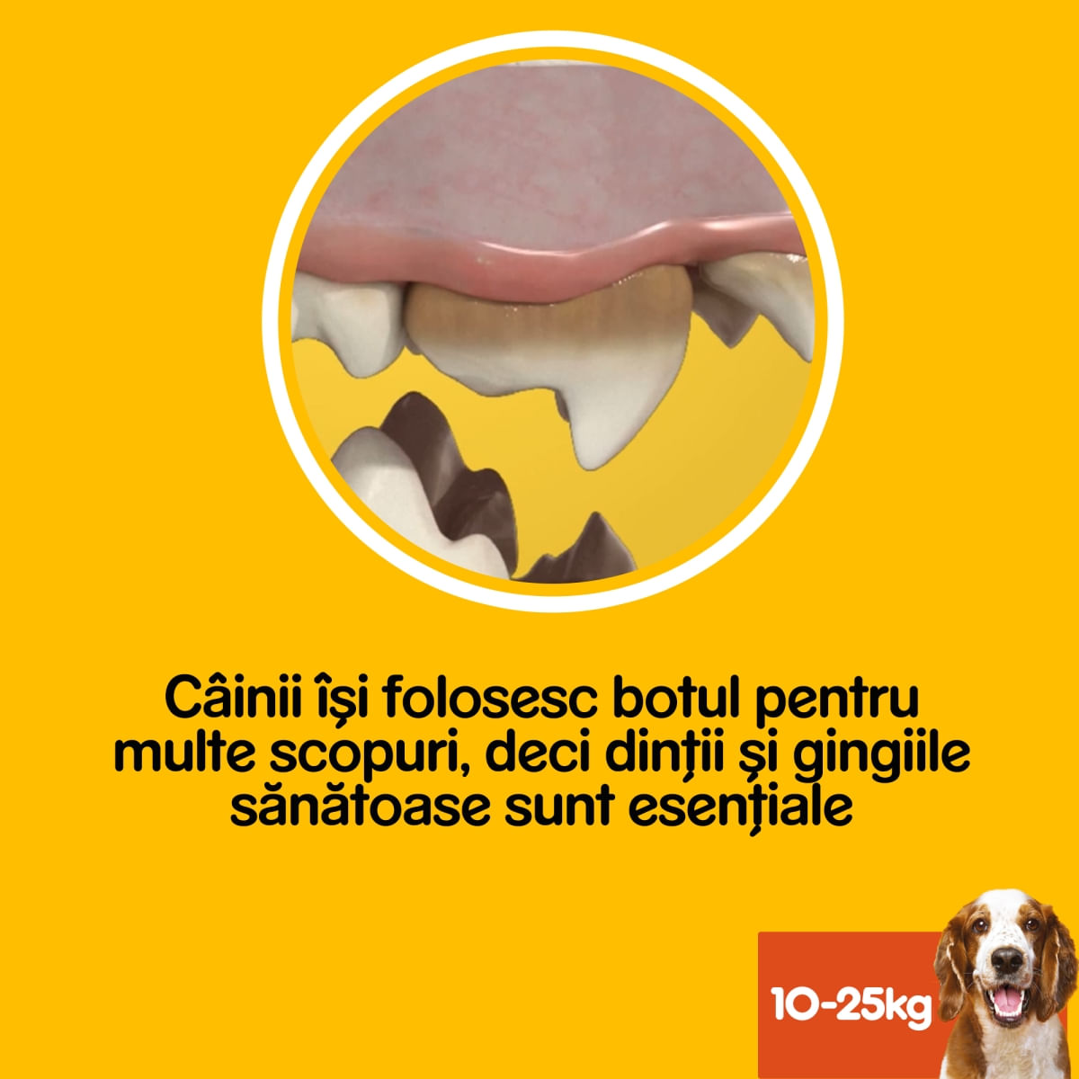 PEDIGREE DentaStix, M, megapack recompense câini, 7buc x 8, 1.44kg