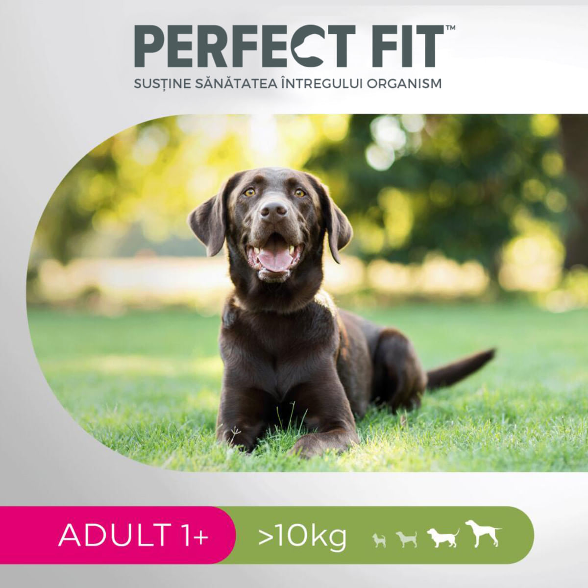 PERFECT FIT Dog Adult 1+, M, Pui, hrană uscată câini, 6kg