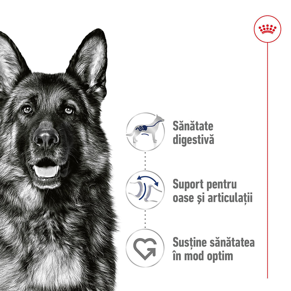 ROYAL CANIN Maxi Adult hrană umedă câini (pate), 410g - 2 | YEO