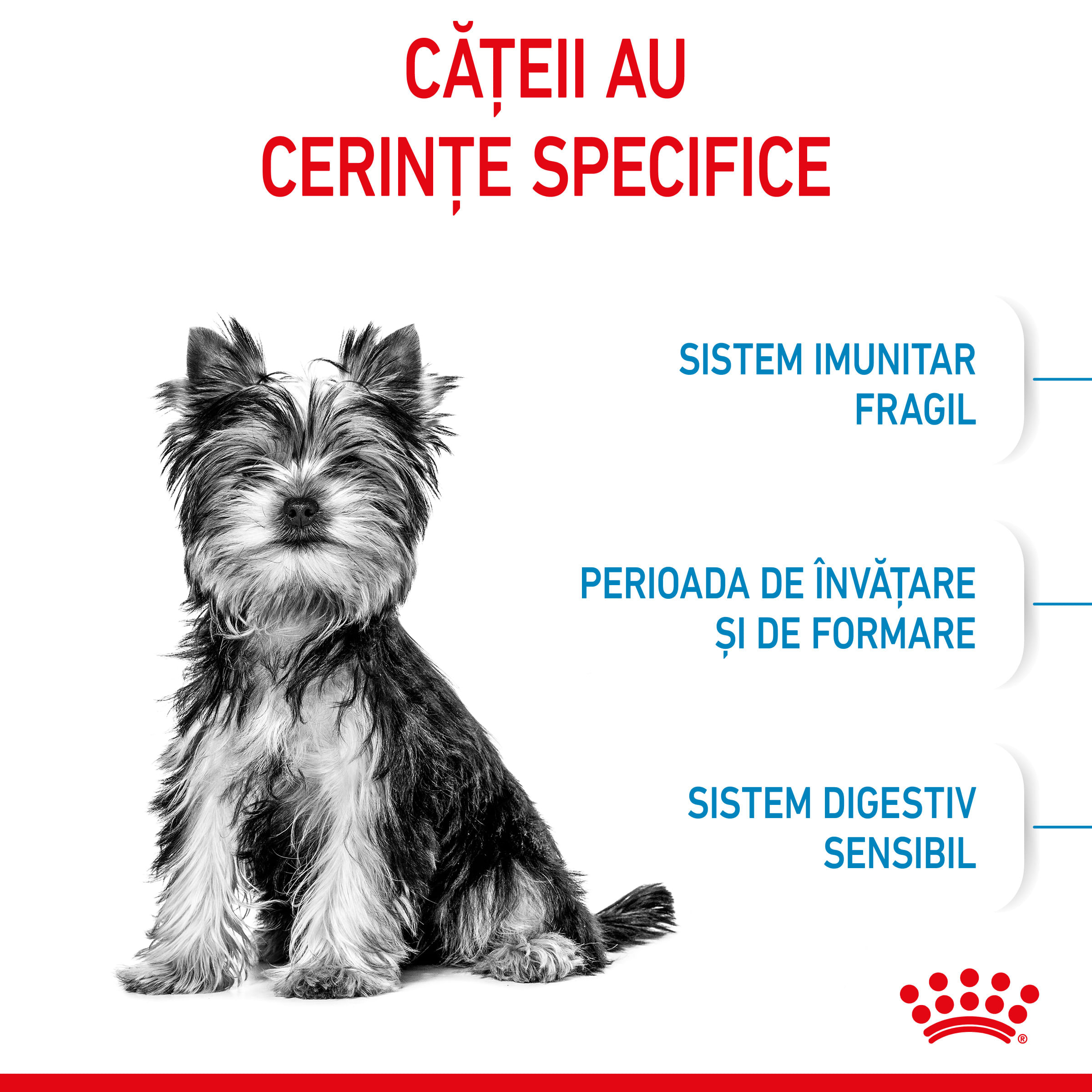 ROYAL CANIN X-Small Puppy, hrană uscată câini junior, 500g - 3 | YEO