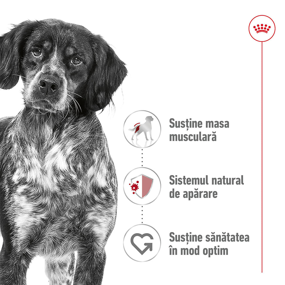 ROYAL CANIN Medium Adult hrană umedă câini (în sos), 140g - 2 | YEO