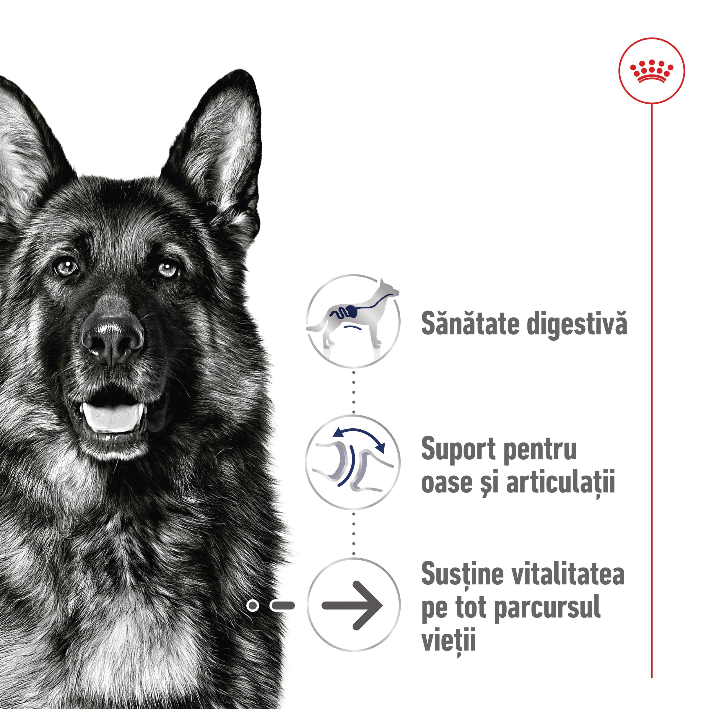 ROYAL CANIN Maxi Ageing 8+, hrană uscată câini, 15kg - 2 | YEO