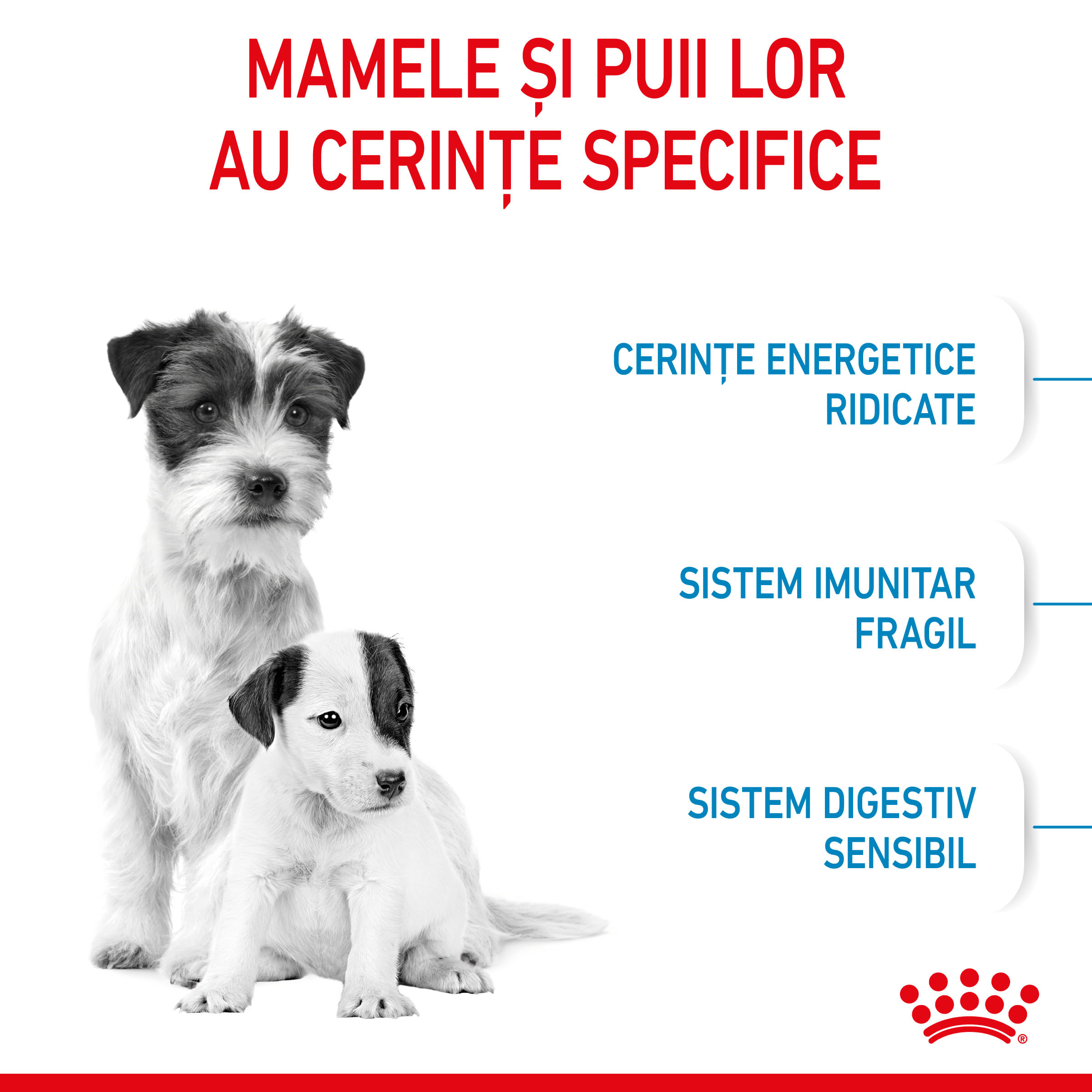 ROYAL CANIN Mini Starter Mother & Babydog, mama și puiul, hrană uscată câini, 1kg - 3 | YEO