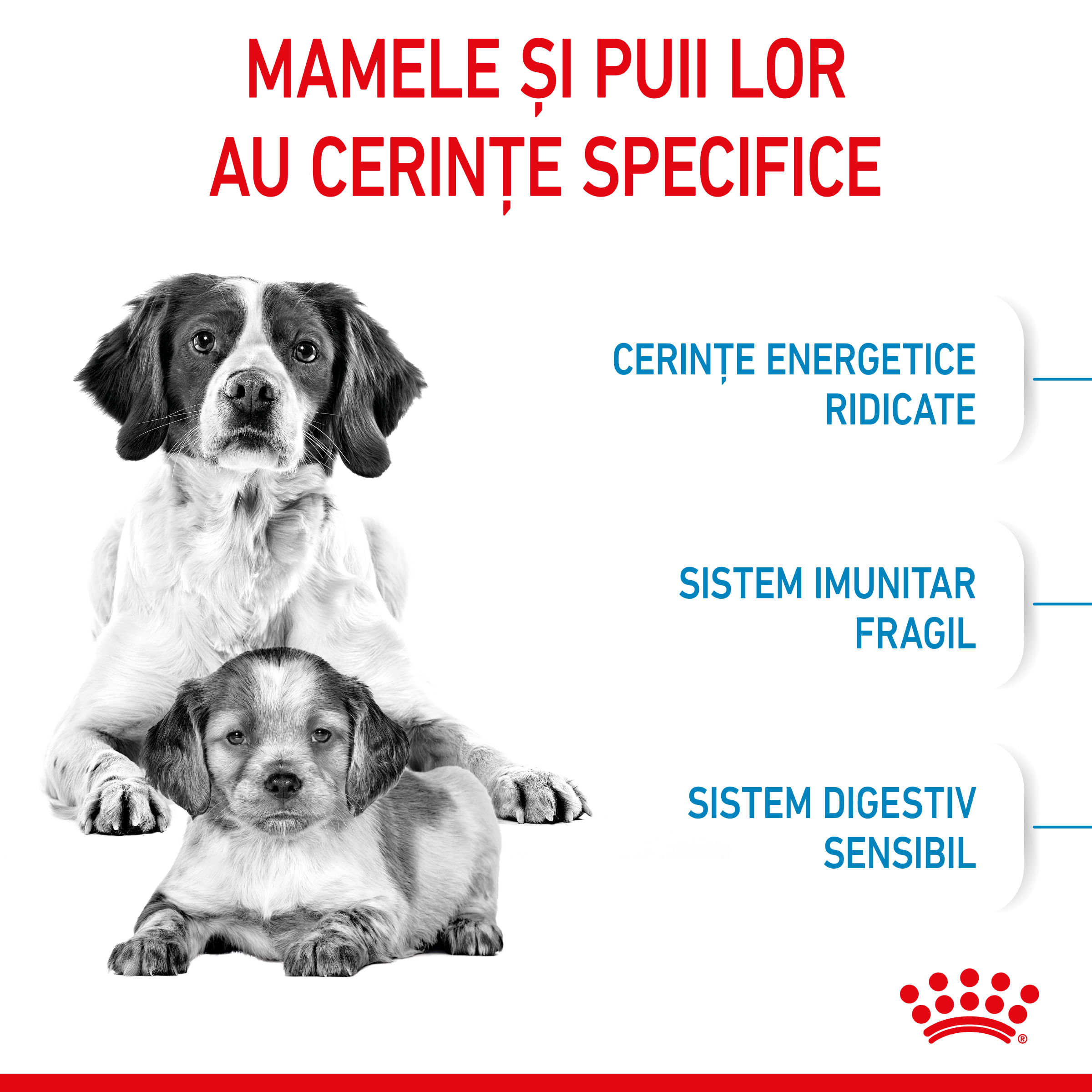 ROYAL CANIN Medium Starter Mother & Babydog, mama și puiul, hrană uscată câini, 4kg - 3 | YEO