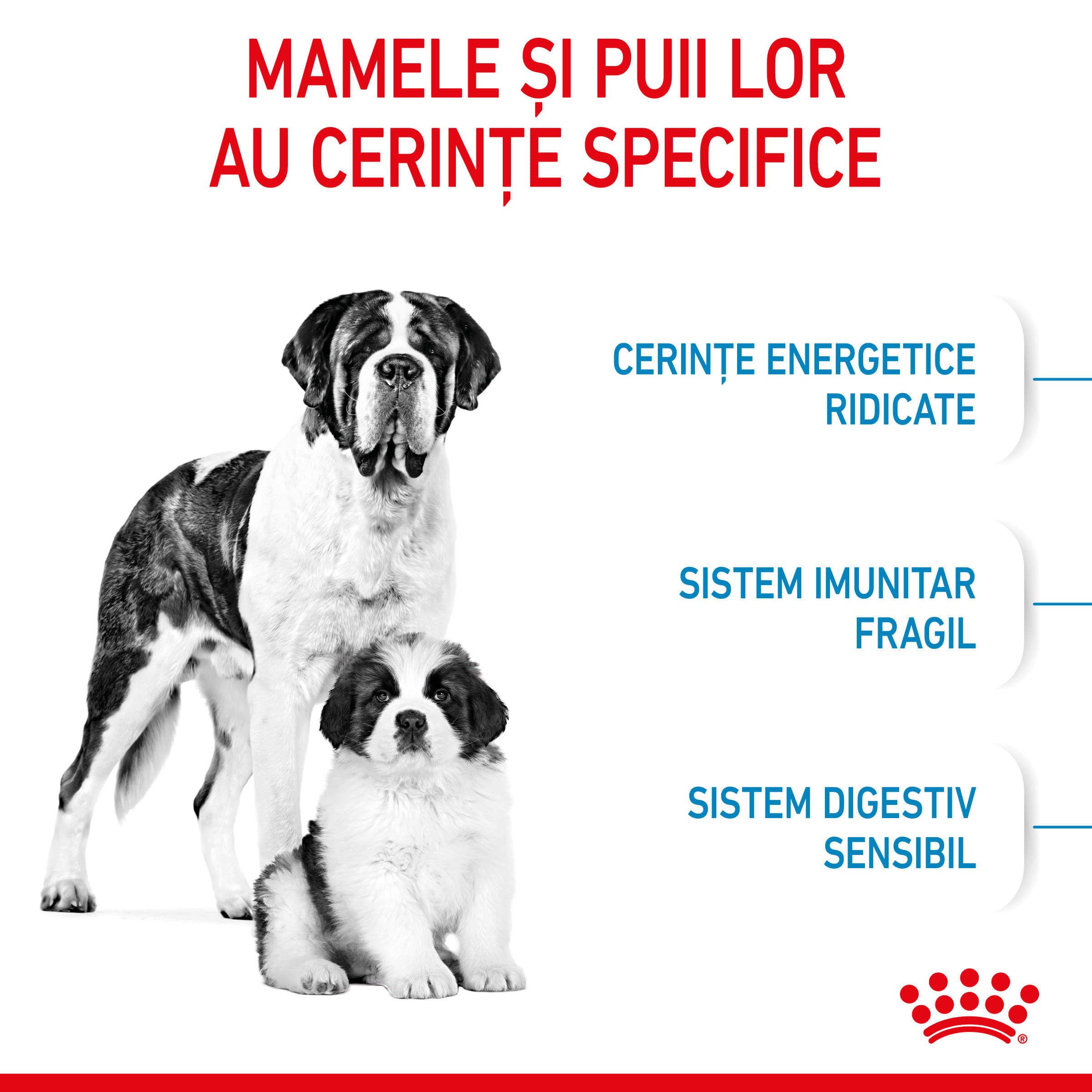 ROYAL CANIN Giant Starter Mother & Babydog, mama și puiul, hrană uscată câini, 15kg - 3 | YEO