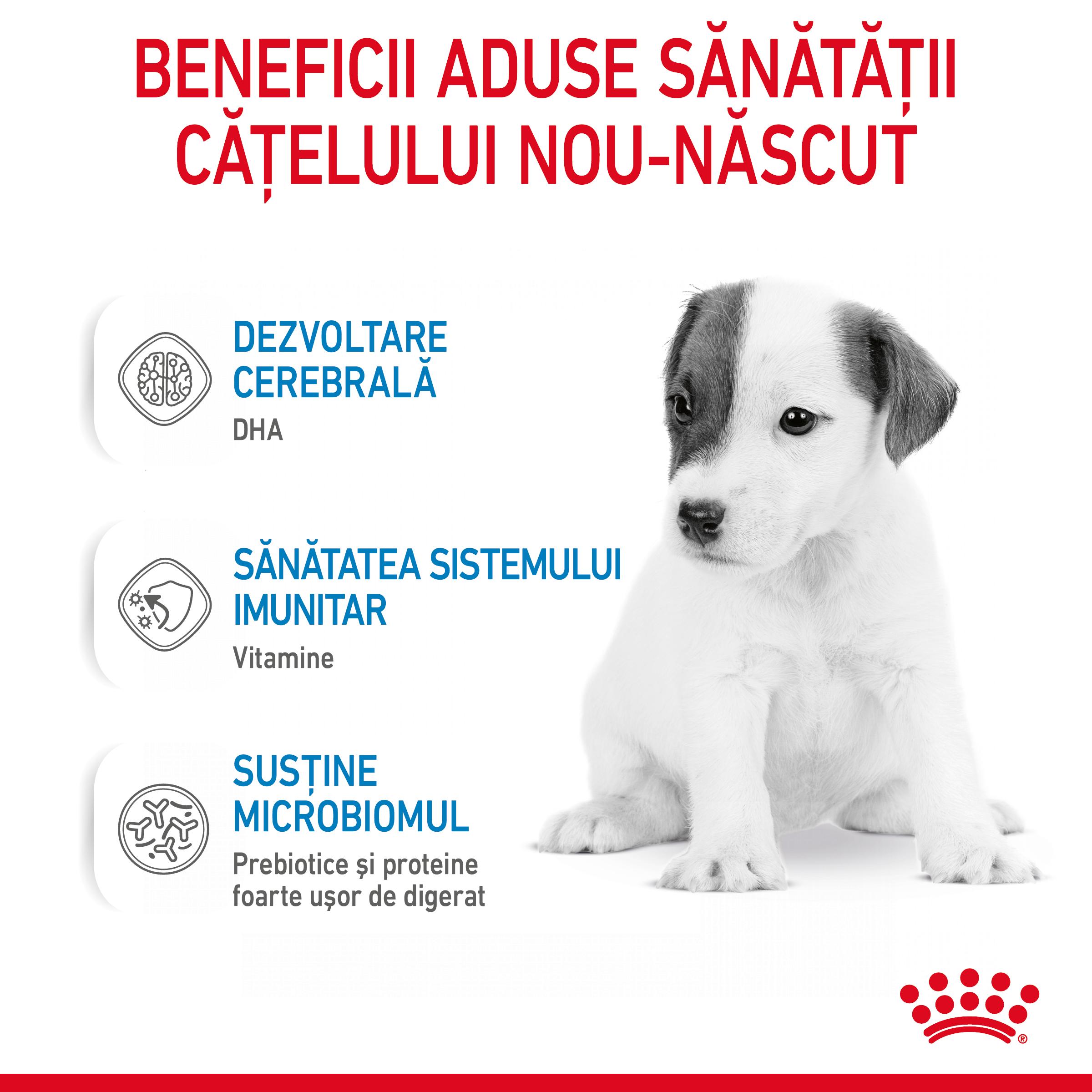 ROYAL CANIN Babydog Milk, înlocuitor lapte matern câini, 400g