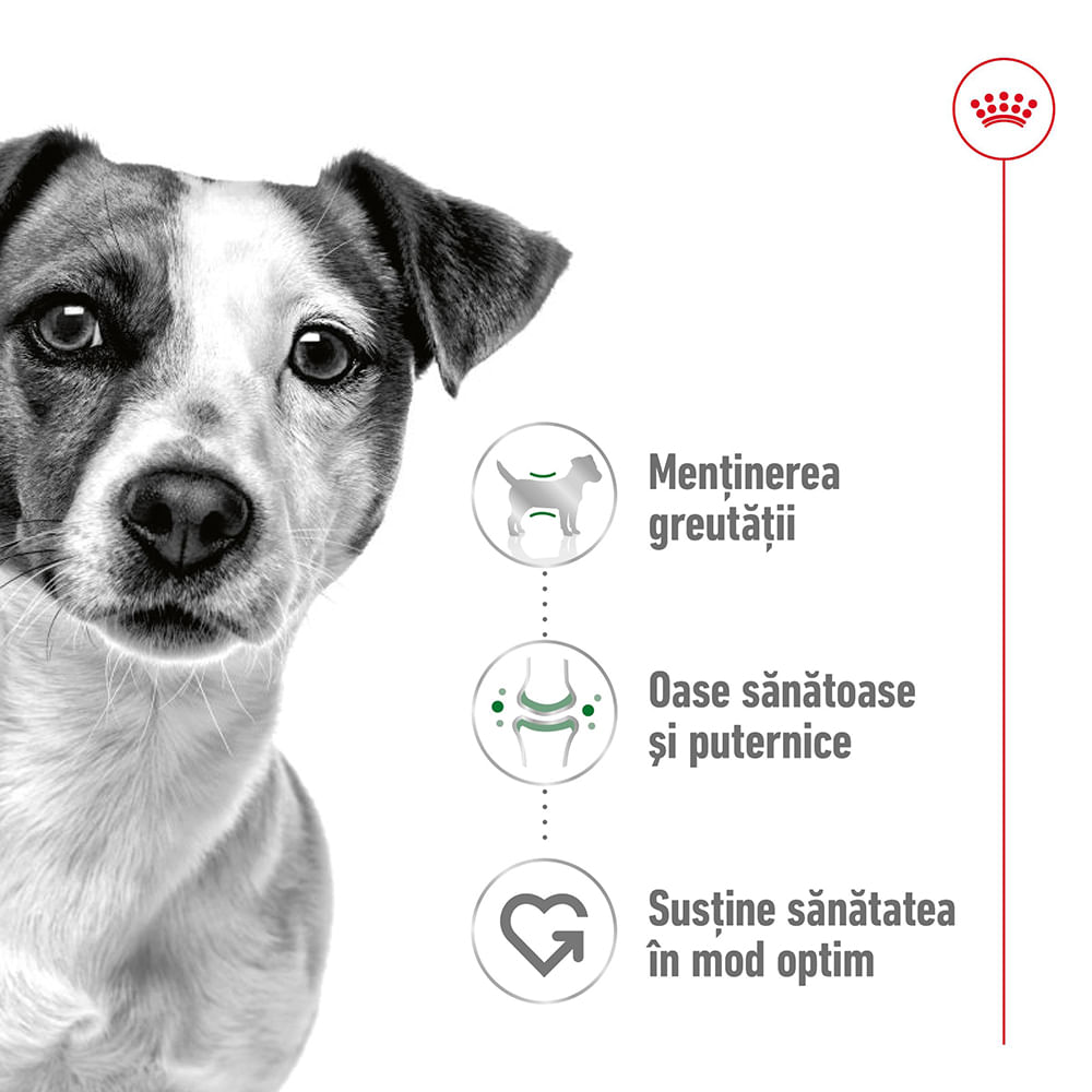 ROYAL CANIN Mini Adult hrană umedă câini (pate), bax, 195g x 12buc - 2 | YEO