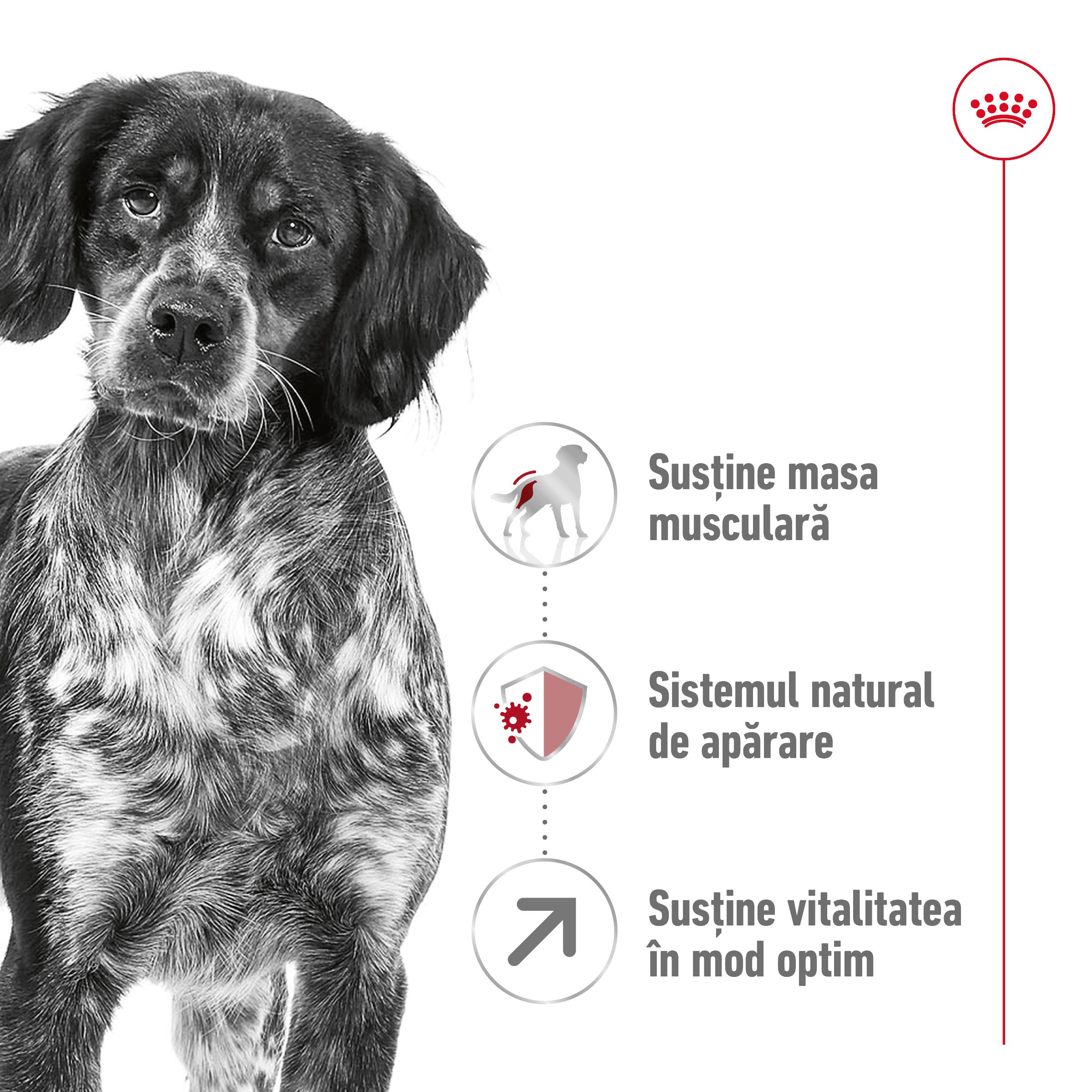 ROYAL CANIN Medium Adult 7+, hrană uscată câini senior, 4kg - 2 | YEO