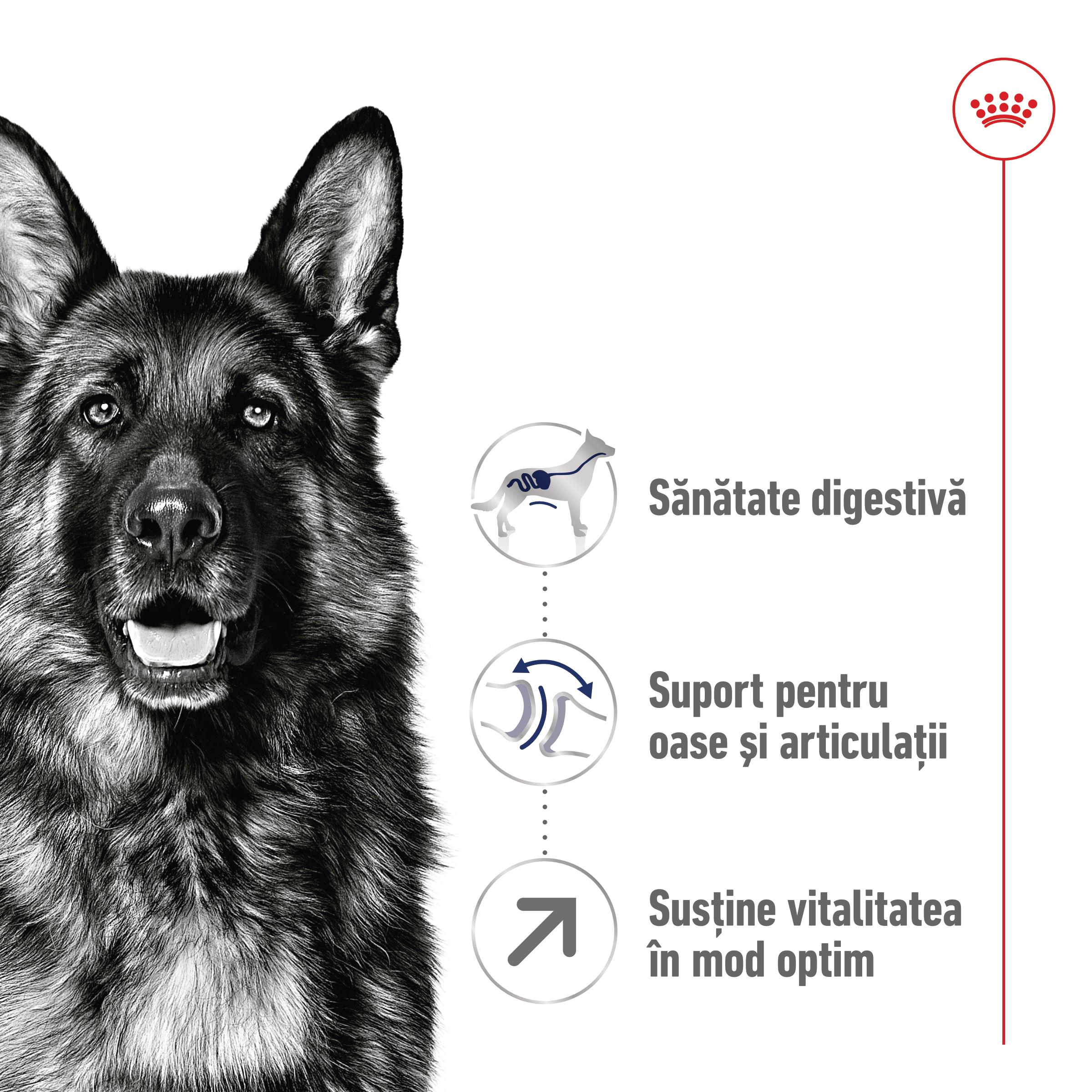 ROYAL CANIN Maxi Adult 5+, hrană uscată câini, 4kg - 2 | YEO