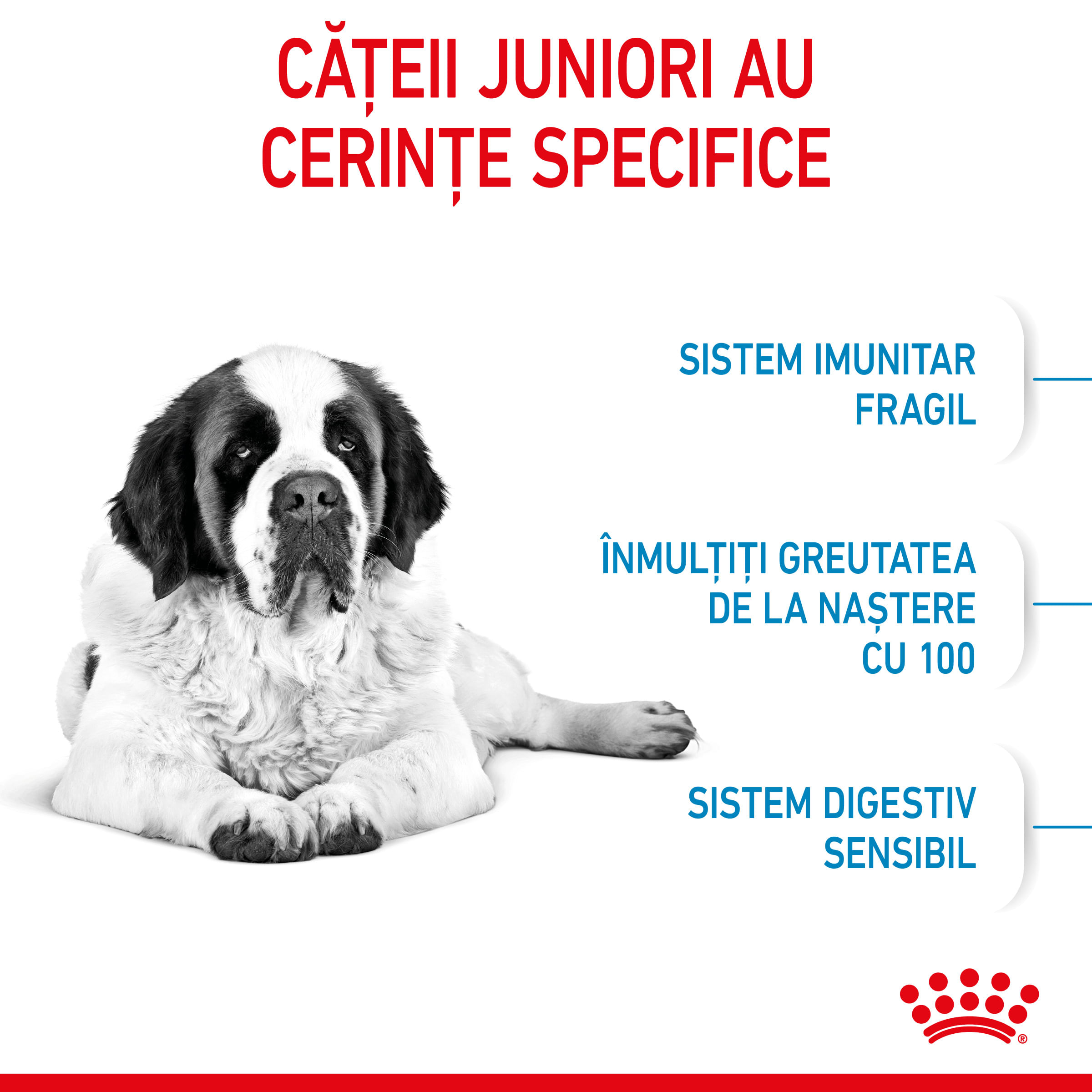 ROYAL CANIN Giant Junior, hrană uscată câini junior, etapa 2 de creștere, 3.5kg - 3 | YEO