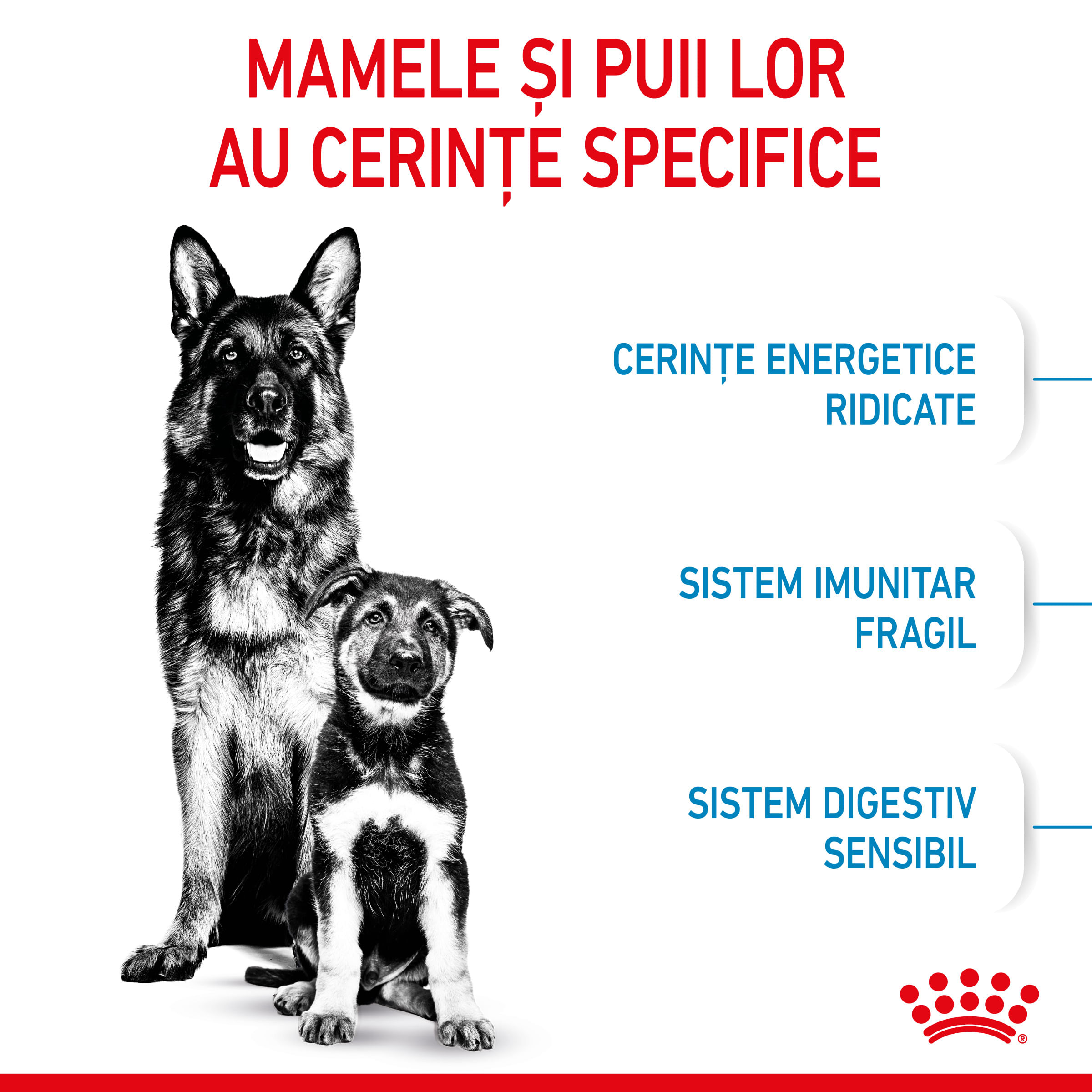 ROYAL CANIN Maxi Starter Mother & Babydog, mama și puiul, hrană uscată câini, 4kg - 3 | YEO