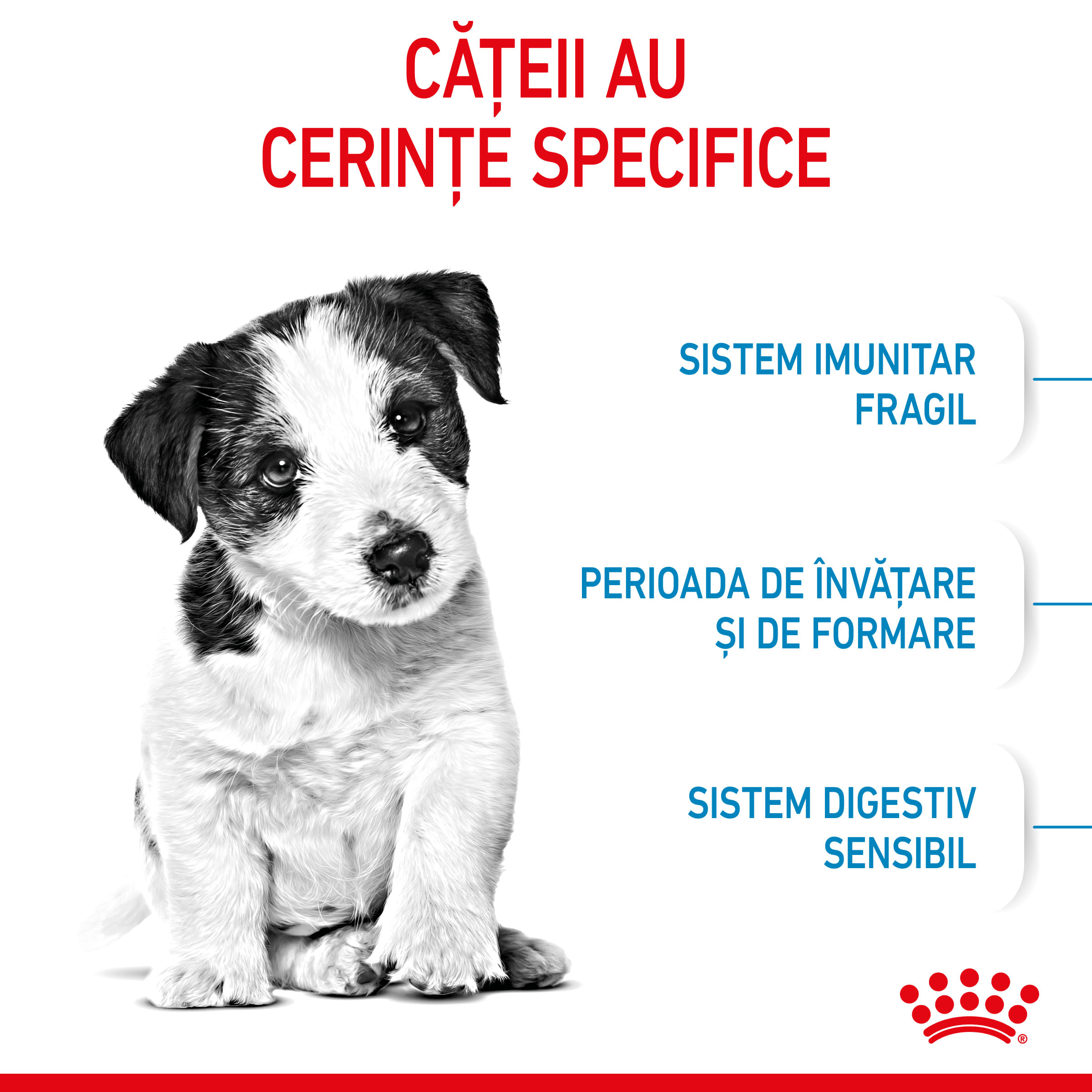 ROYAL CANIN Mini Puppy, hrană uscată câini junior, 800g - 3 | YEO