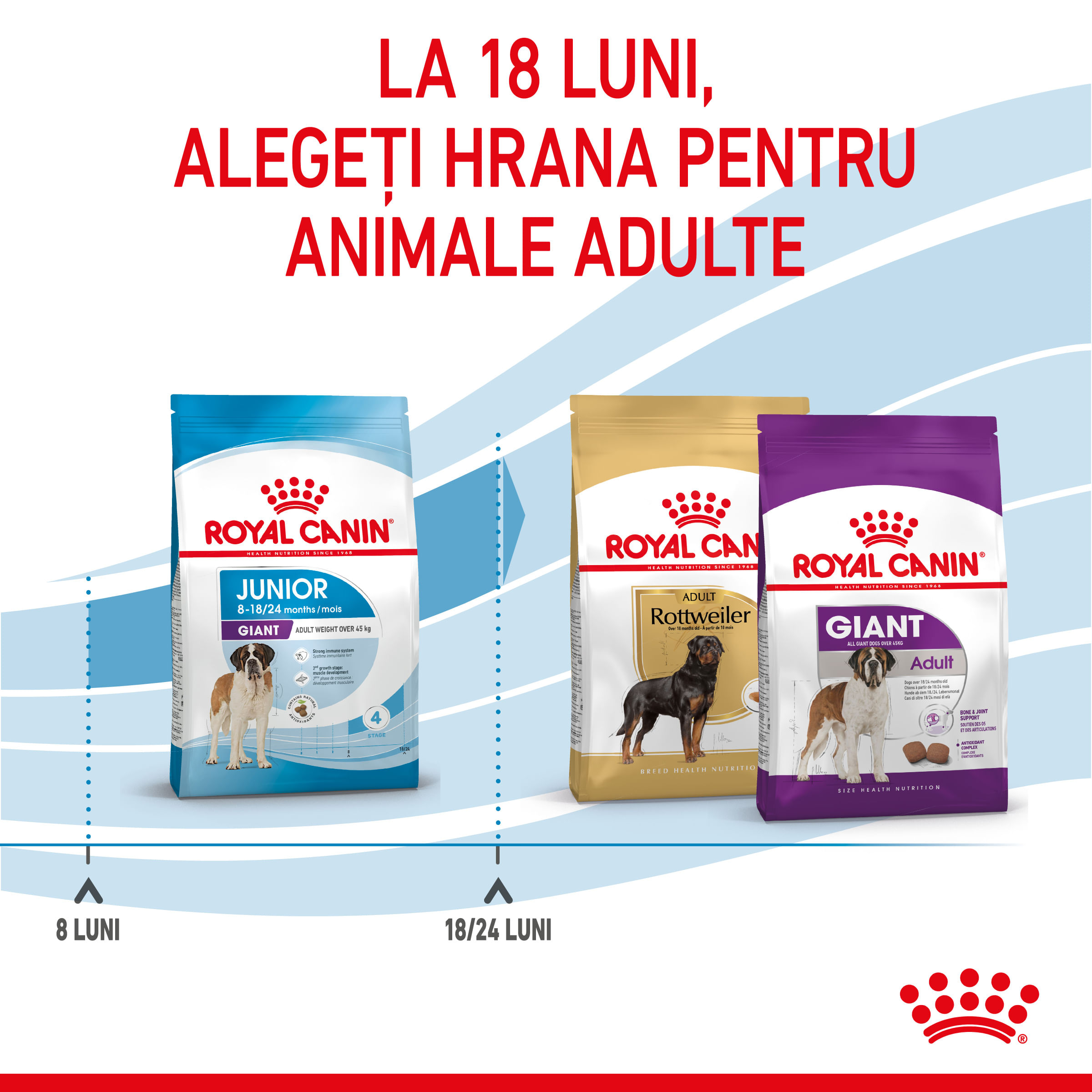 ROYAL CANIN Giant Junior, hrană uscată câini junior, etapa 2 de creștere, 3.5kg