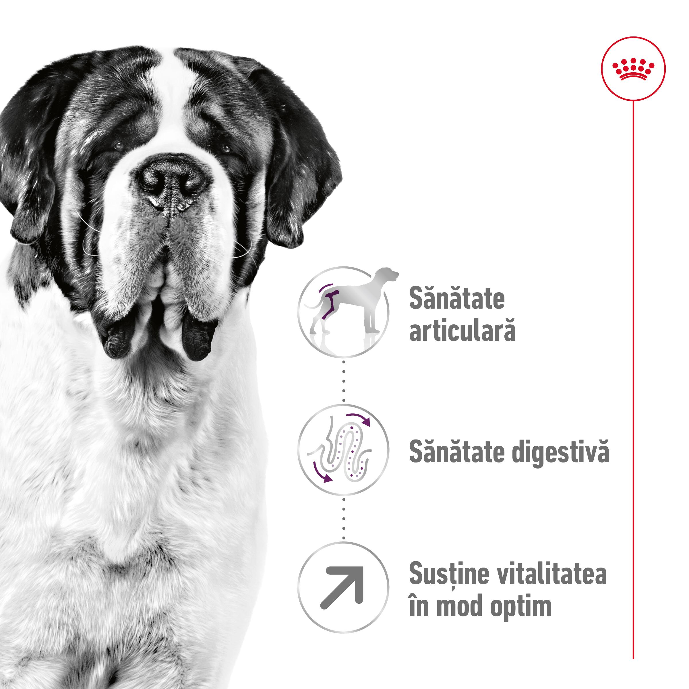 ROYAL CANIN Giant Adult, hrană uscată câini, 15kg - 2 | YEO