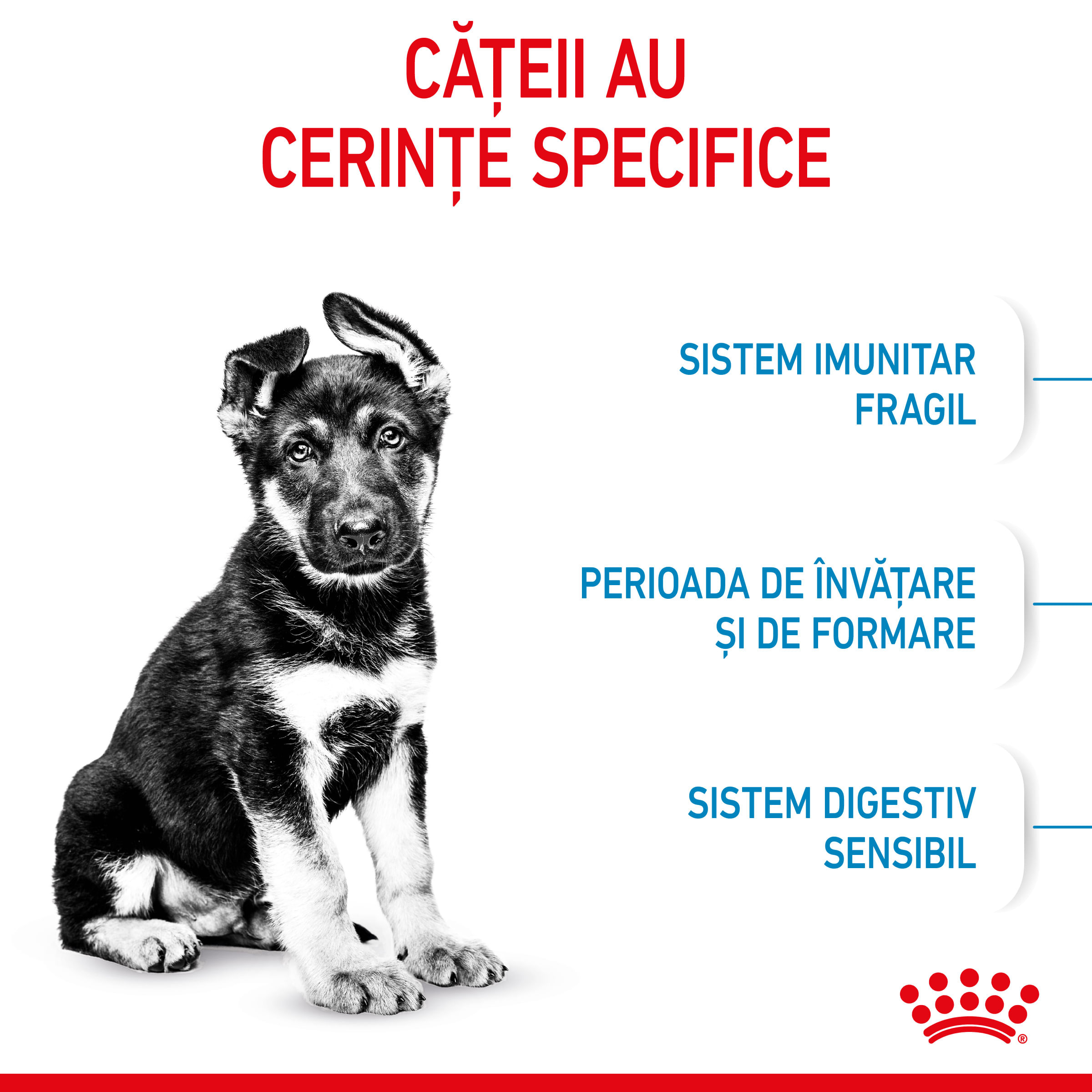 ROYAL CANIN Maxi Puppy, hrană uscată câini junior, 4kg - 3 | YEO