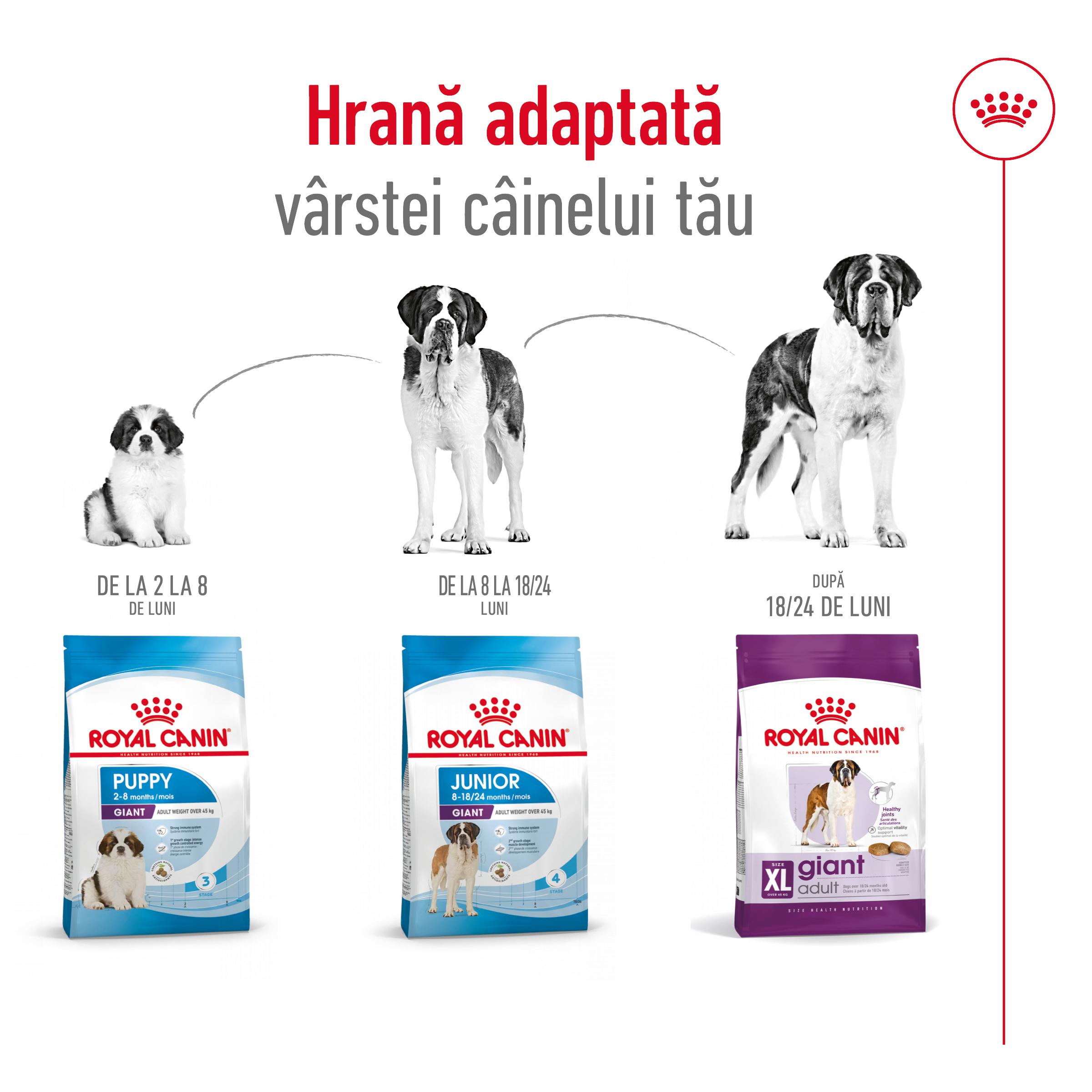 ROYAL CANIN Giant Adult, hrană uscată câini, 15kg