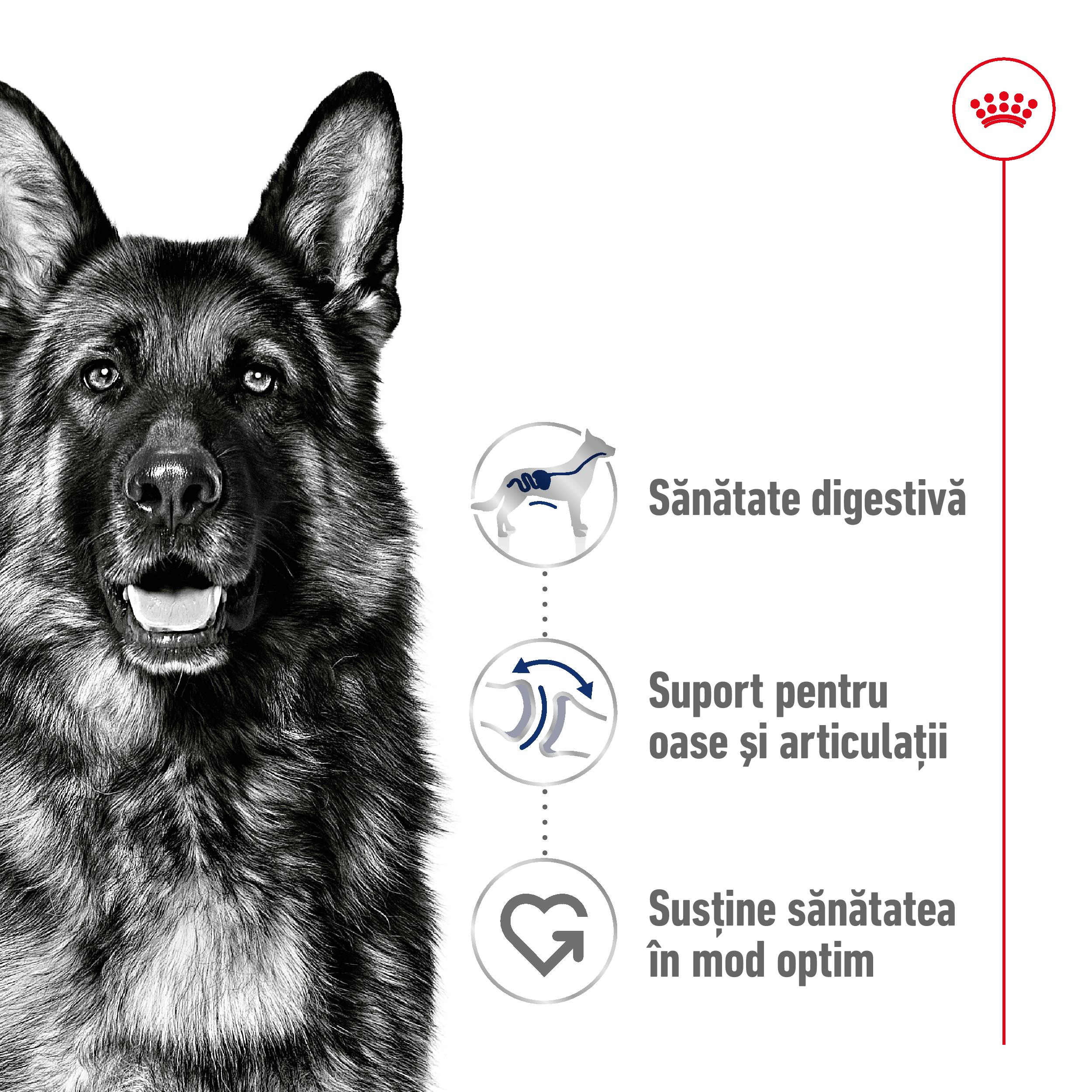 ROYAL CANIN Maxi Adult, hrană uscată câini, 15kg - 2 | YEO