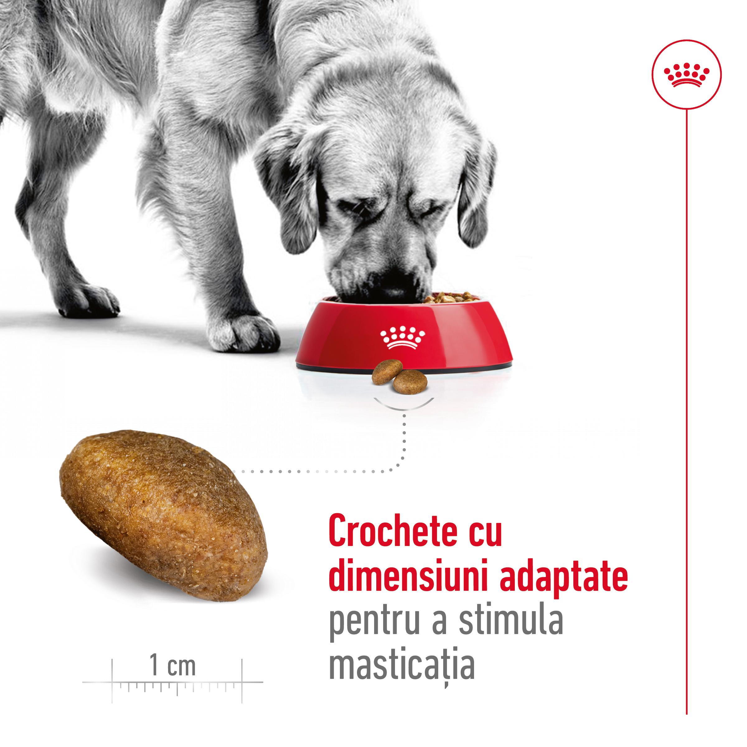 ROYAL CANIN Maxi Adult, hrană uscată câini, 12kg