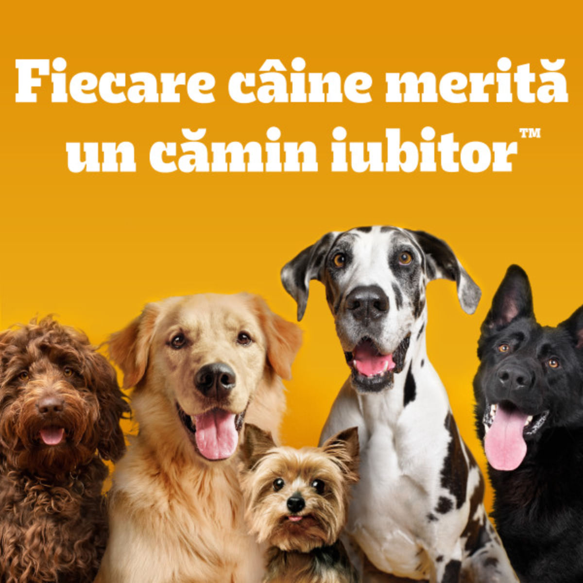 PEDIGREE Junior Mini, XS-S, Pasăre și Legume, hrană uscată câini junior, 1.4kg