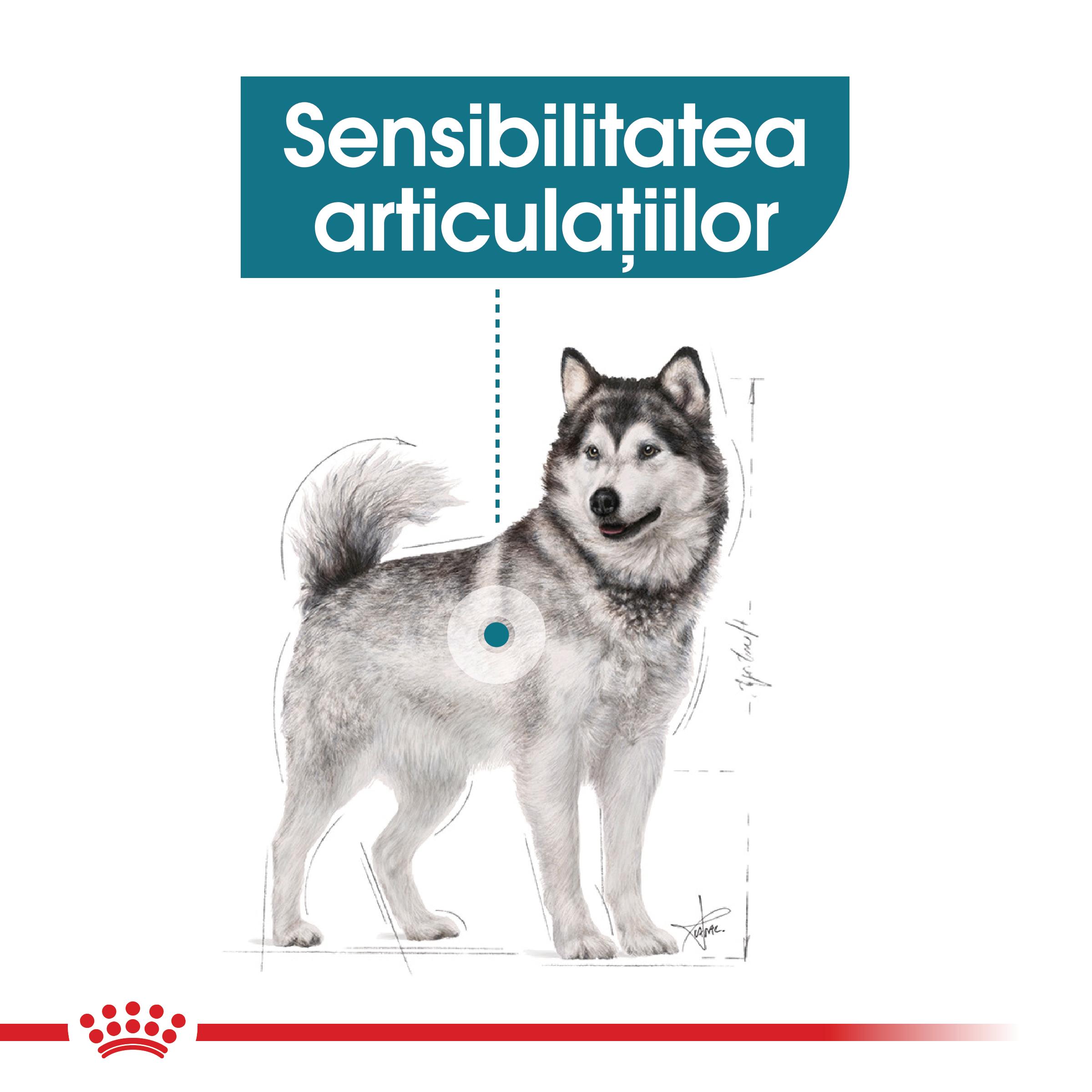 ROYAL CANIN Maxi Joint Care, hrană uscată câini, îngrijirea articulațiilor, 10kg - 2 | YEO