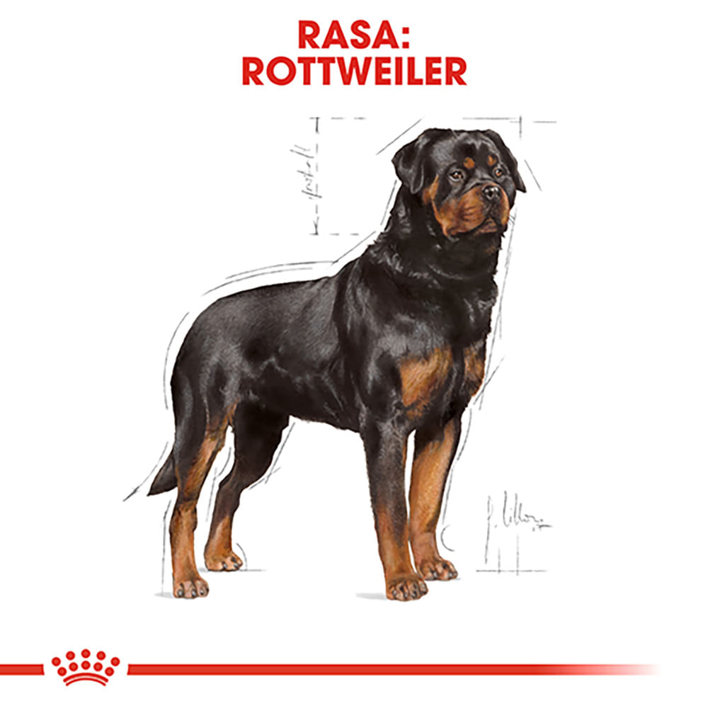 ROYAL CANIN Rottweiller Adult, hrană uscată câini, 3kg - 3 | YEO