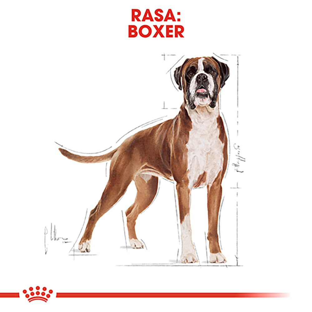 ROYAL CANIN Boxer Adult, hrană uscată câini, 12kg - 3 | YEO