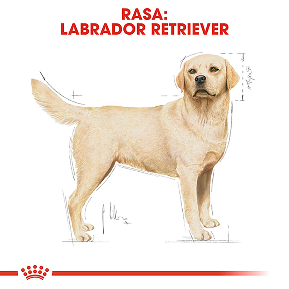 ROYAL CANIN Labrador Adult, hrană uscată câini, 3kg - 3 | YEO