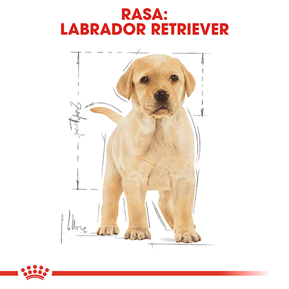 ROYAL CANIN Labrador Puppy, hrană uscată câini junior, 1kg - 3 | YEO