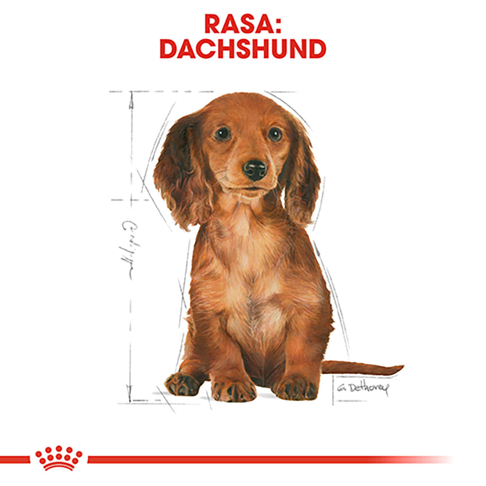 ROYAL CANIN Dachsund Puppy, hrană uscată câini junior, 1.5kg - 3 | YEO