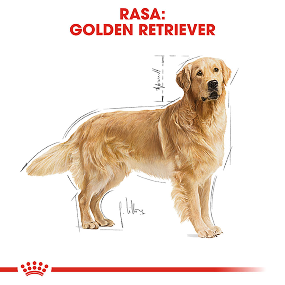 ROYAL CANIN Golden Retriever Adult, hrană uscată câini, 3kg - 3 | YEO