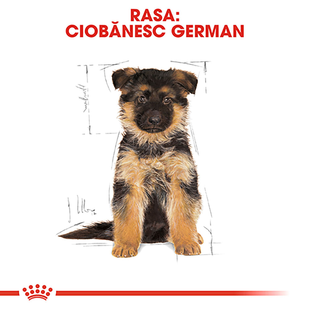 ROYAL CANIN German Shepherd Puppy, hrană uscată câini junior, 3kg - 3 | YEO