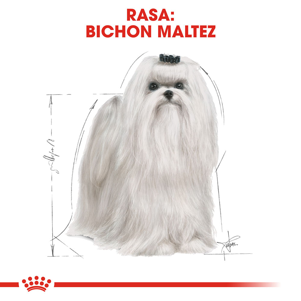 ROYAL CANIN Maltese Adult, hrană uscată câini, 500g - 3 | YEO