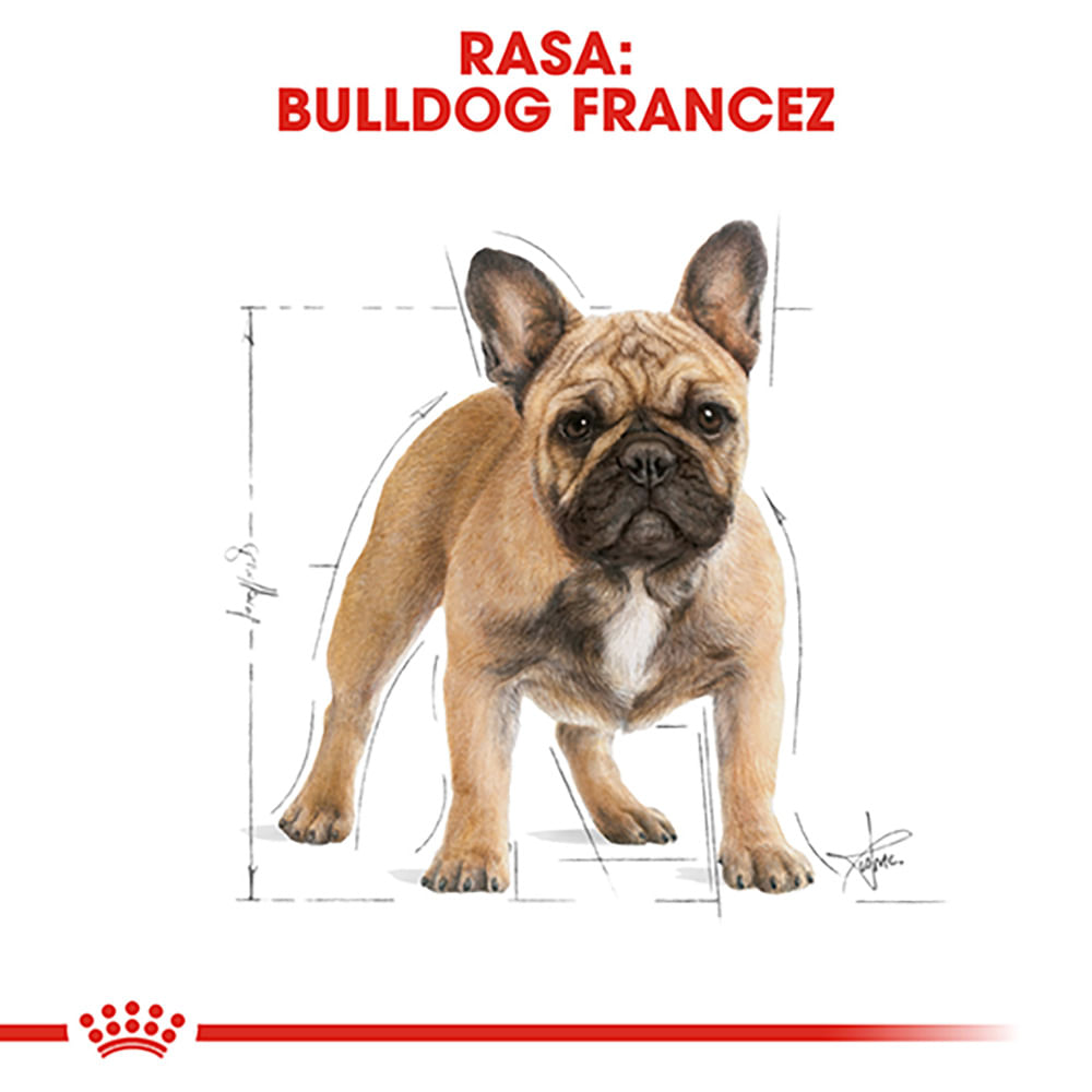 ROYAL CANIN French Bulldog Adult, hrană uscată câini, 1.5kg - 3 | YEO