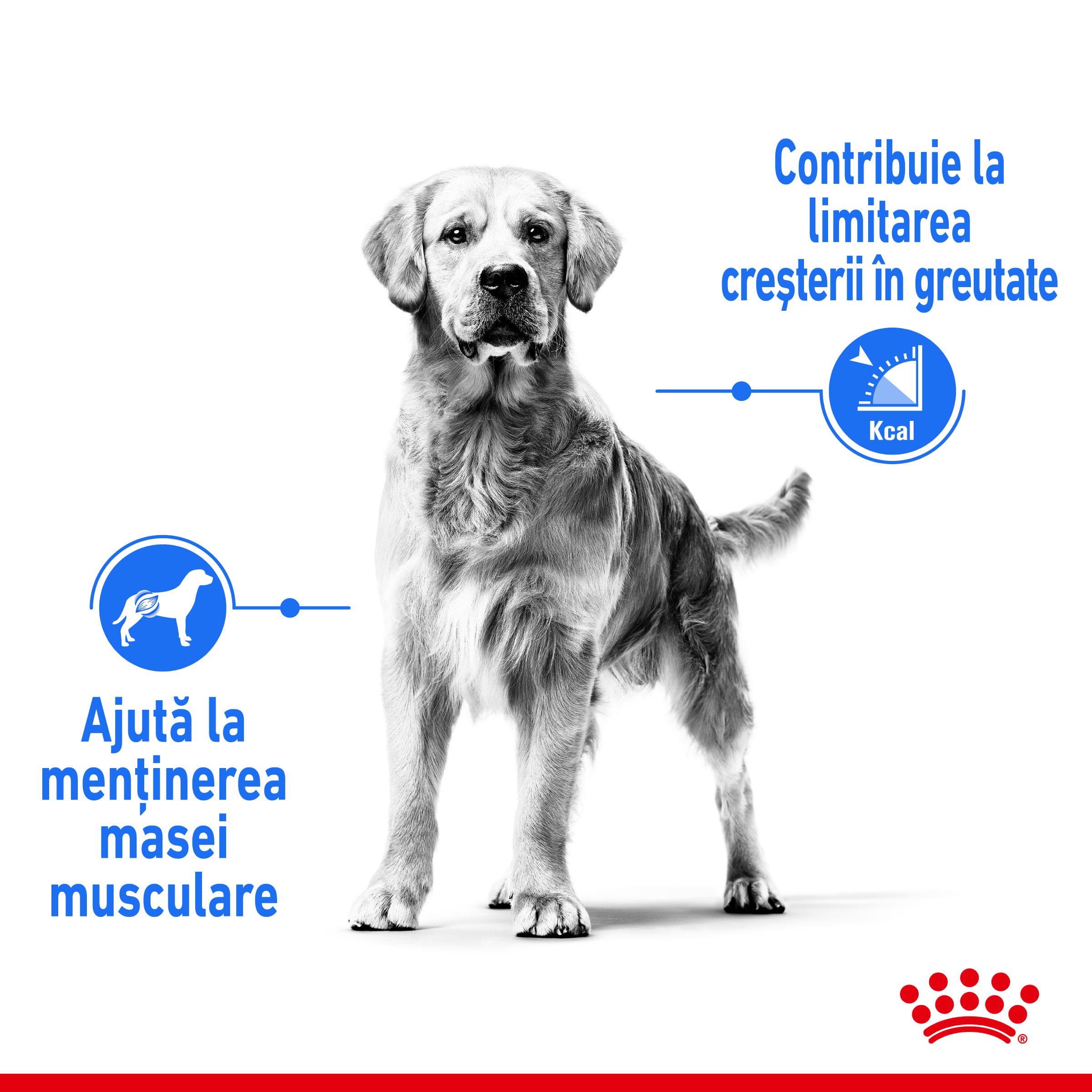 ROYAL CANIN Medium Light Weight Care Adult, hrană uscată câini, limitarea creșterii în greutate, 3kg - 3 | YEO