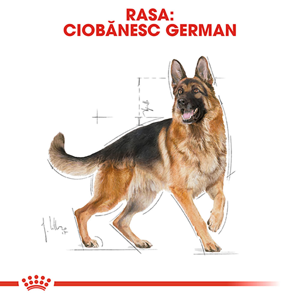 ROYAL CANIN German Shepherd Adult, hrană uscată câini, 3kg - 3 | YEO