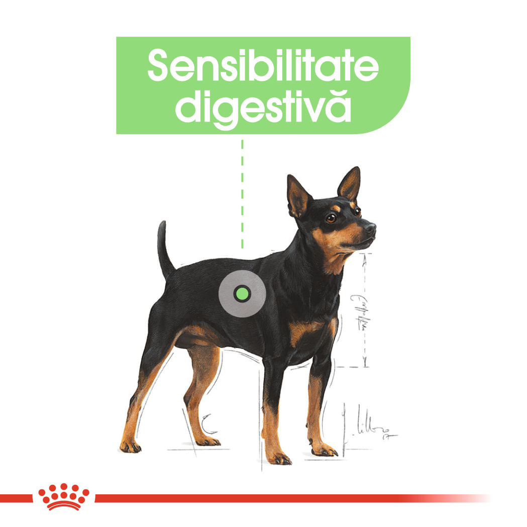 ROYAL CANIN Mini Digestive Care, hrană uscată câini, confort digestiv, 1kg - 3 | YEO